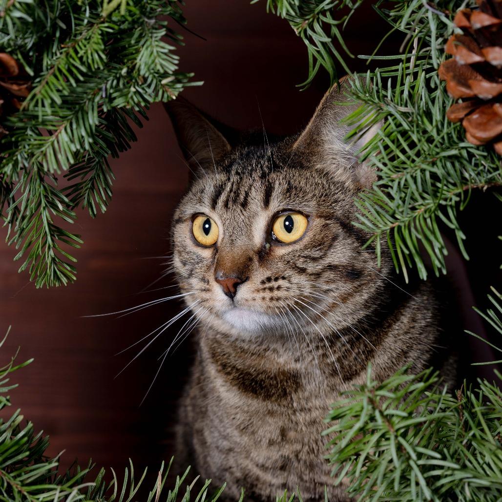 Cantaloupe, a Adoptable Domestic Short Hair in Santa Barbara, CA image 4/4