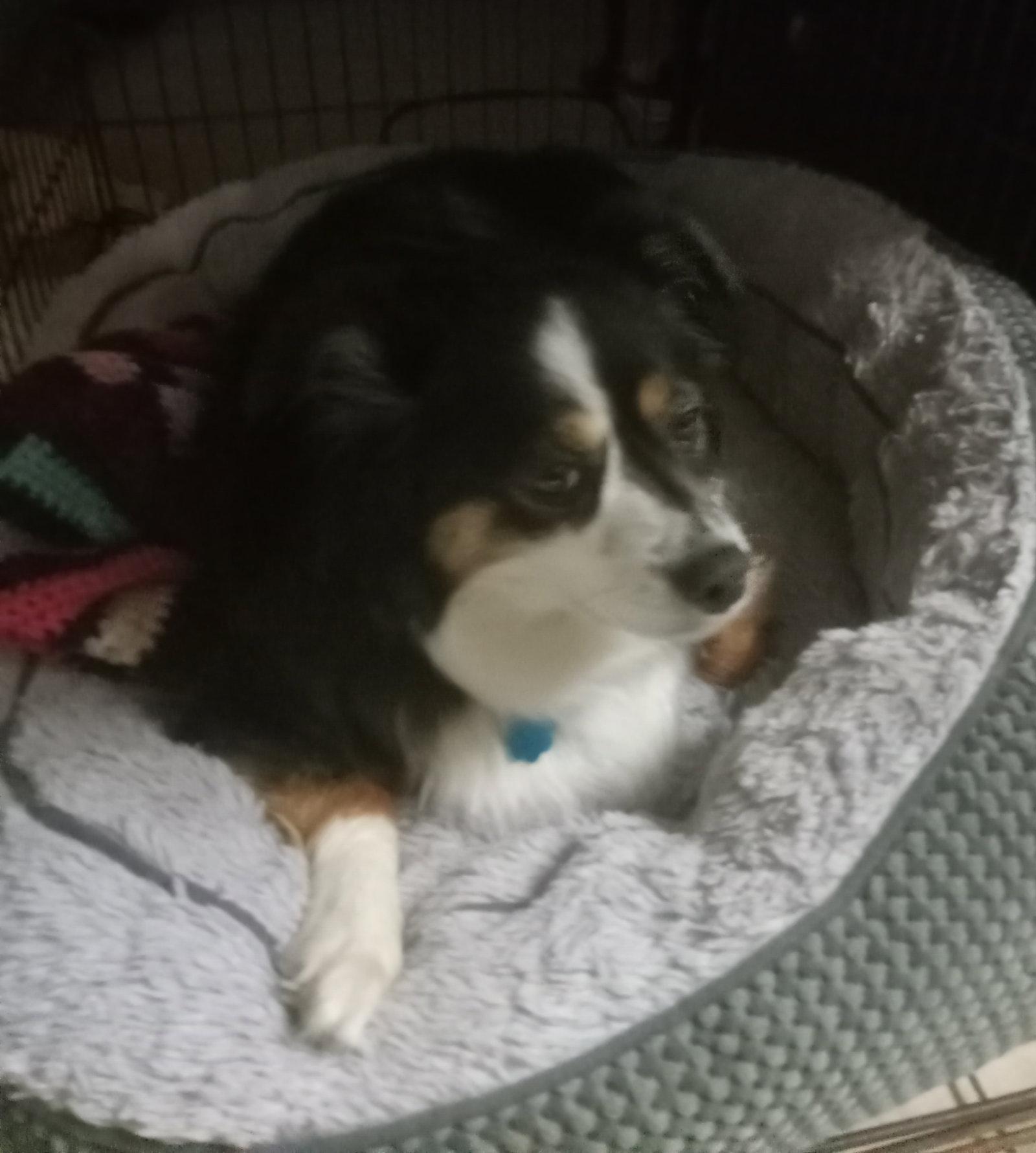 Enlarge Mia, a Adopted Australian Shepherd in Council Bluffs, IA image 1/3