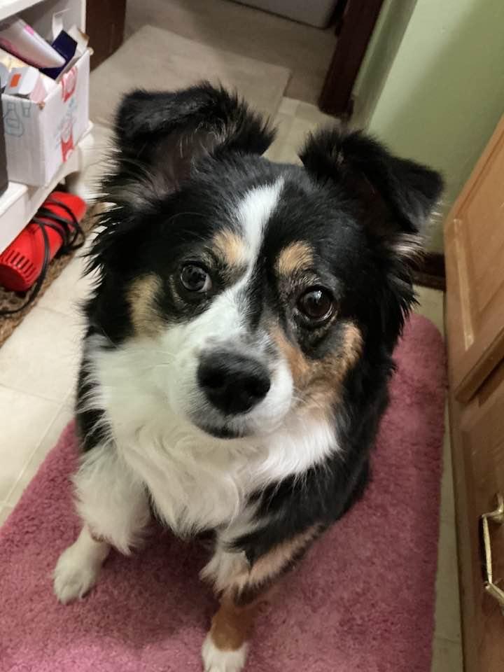 Enlarge Mia, a Adopted Australian Shepherd in Council Bluffs, IA image 2/3
