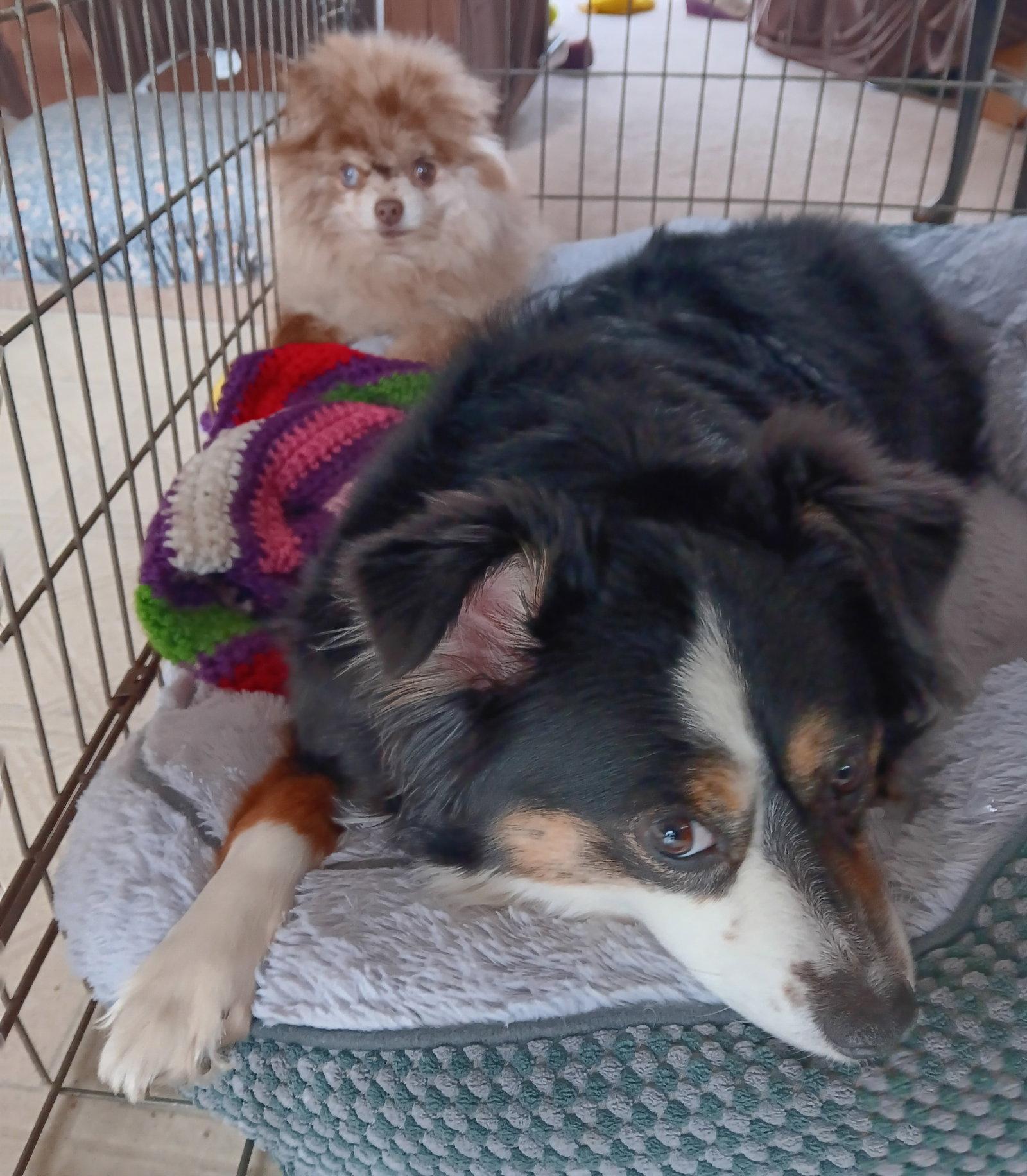 Enlarge Mia, a Adopted Australian Shepherd in Council Bluffs, IA image 3/3