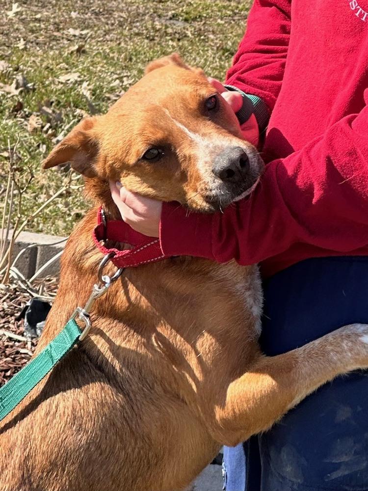 Enlarge Sam, a Adoptable Cattle Dog in Franklin, PA image 1/4