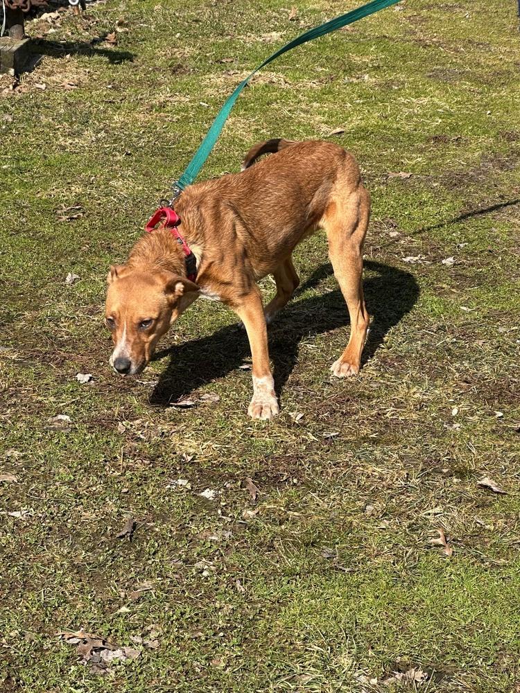 Enlarge Sam, a Adoptable Cattle Dog in Franklin, PA image 2/4