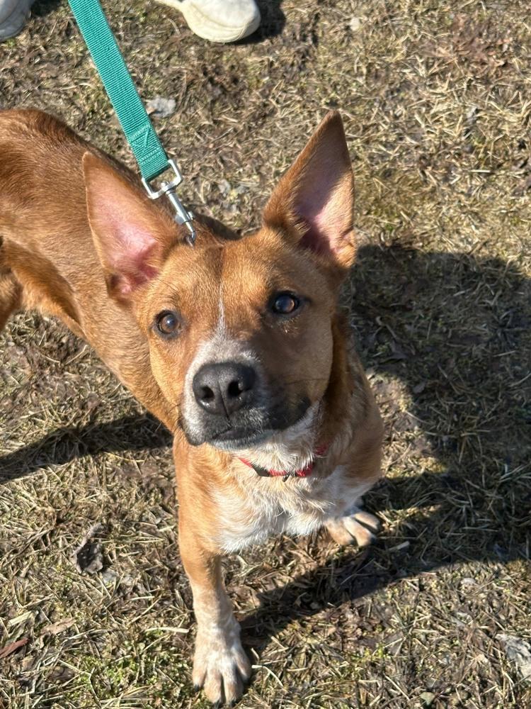 Enlarge Sam, a Adoptable Cattle Dog in Franklin, PA image 3/4