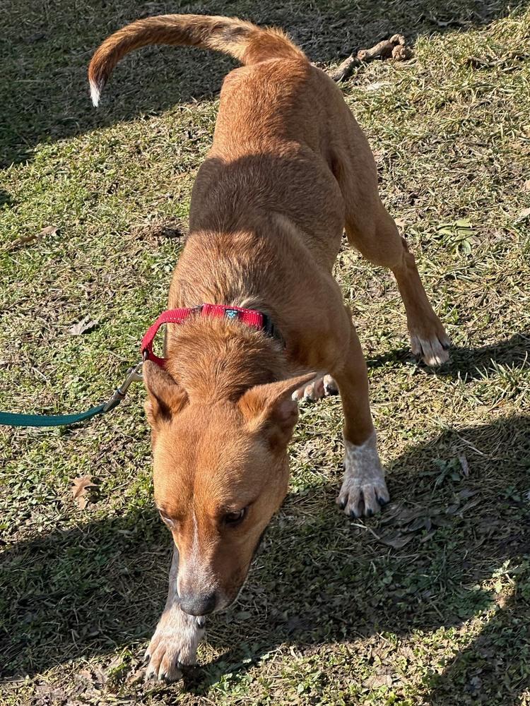 Enlarge Sam, a Adoptable Cattle Dog in Franklin, PA image 4/4