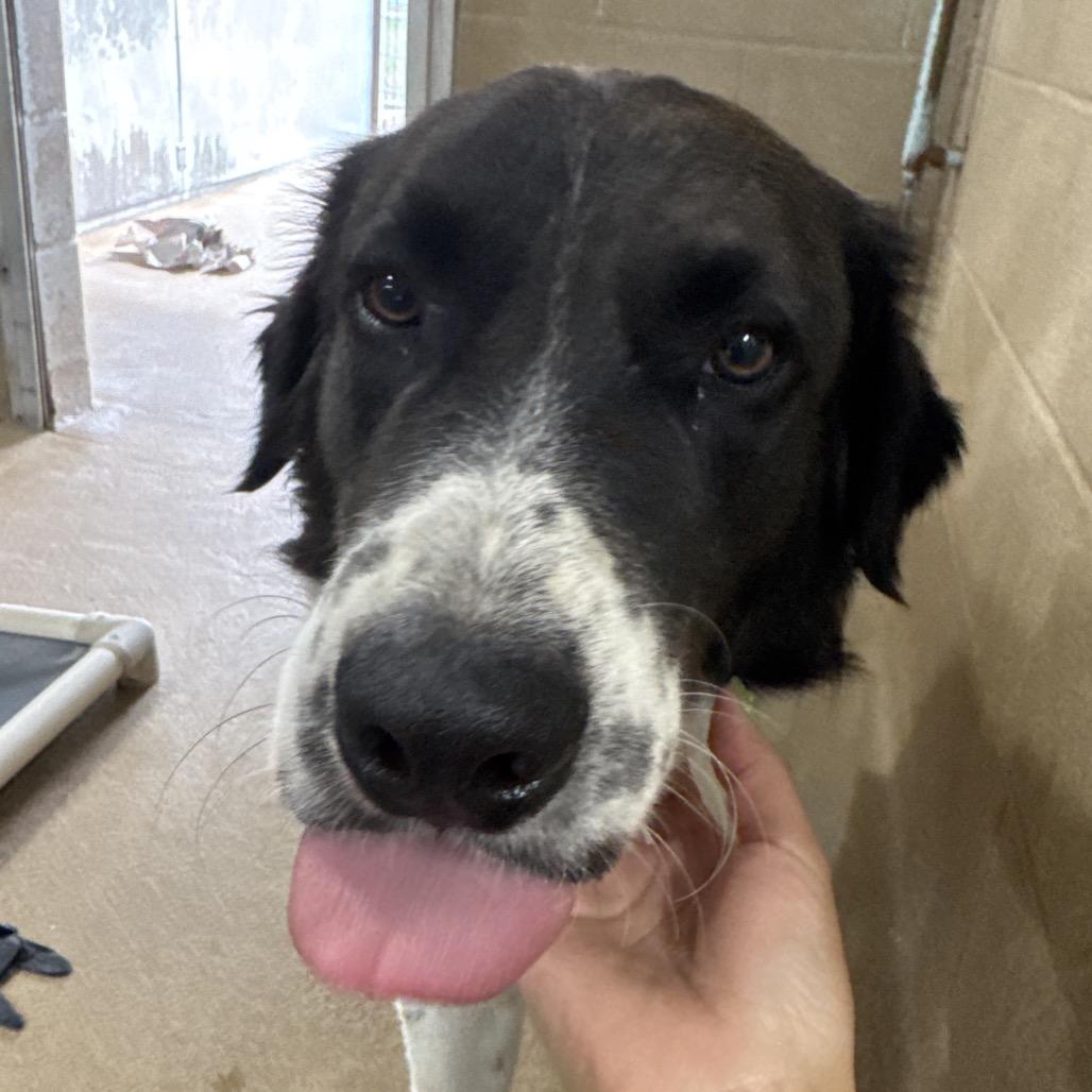 Bucc, Adoptable, Adult Male Saint Bernard & Shepherd.