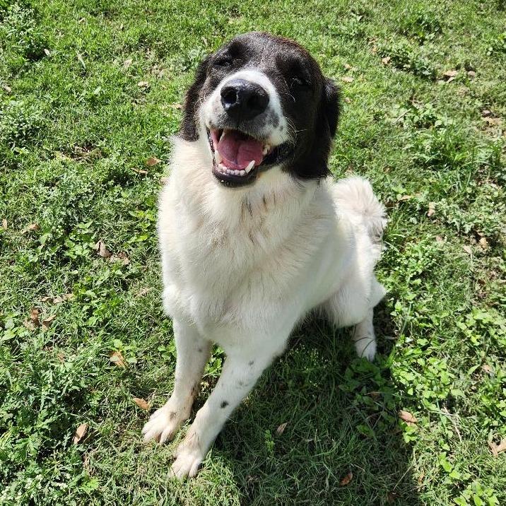 Enlarge Bucc, a Adoptable mixed breed in Corpus Christi, TX image 2/6