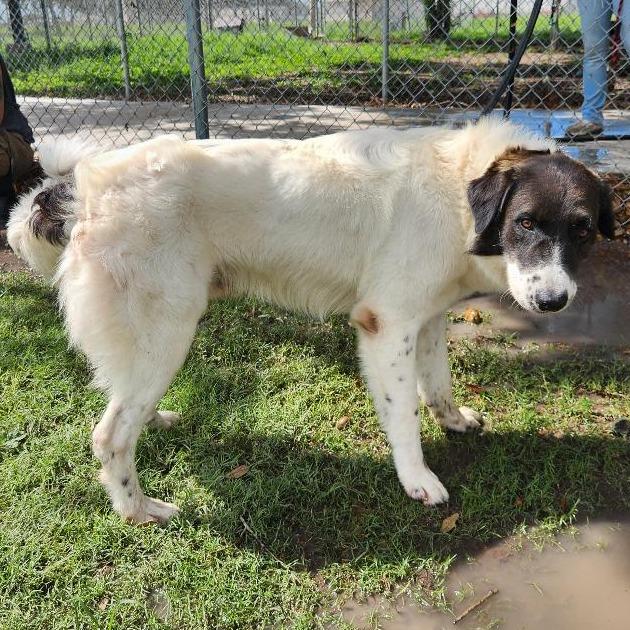 Enlarge Bucc, a Adoptable mixed breed in Corpus Christi, TX image 3/6