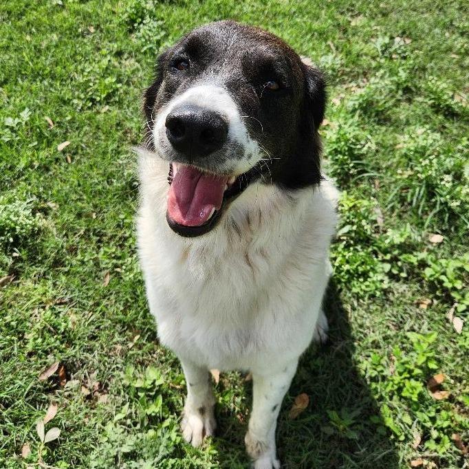 Enlarge Bucc, a Adoptable mixed breed in Corpus Christi, TX image 4/6