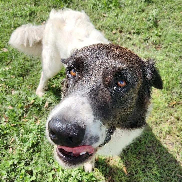 Enlarge Bucc, a Adoptable mixed breed in Corpus Christi, TX image 5/6