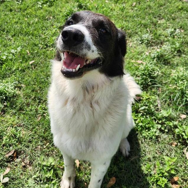 Enlarge Bucc, a Adoptable mixed breed in Corpus Christi, TX image 6/6