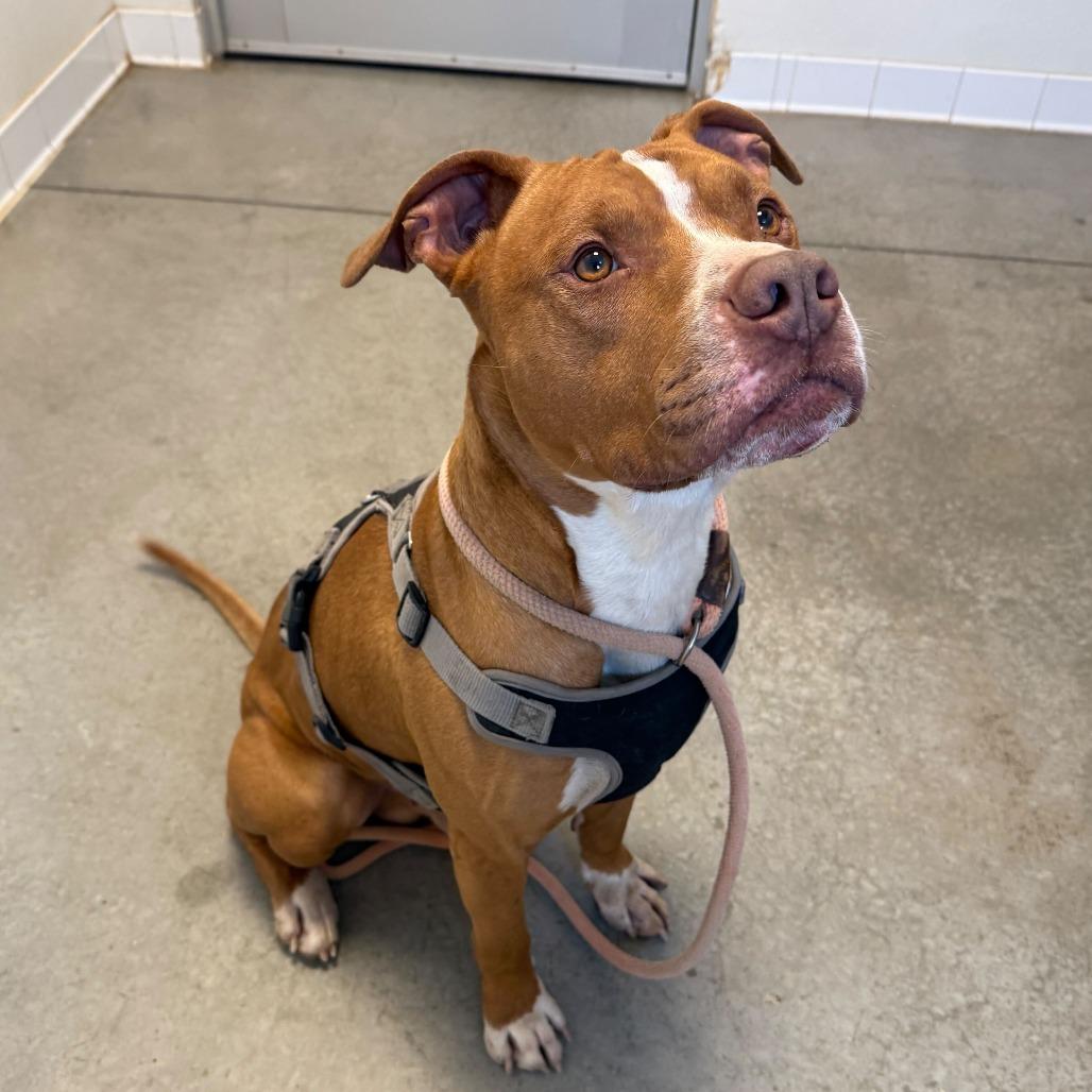 Bubba, a Adoptable Pit Bull Terrier image 2/6