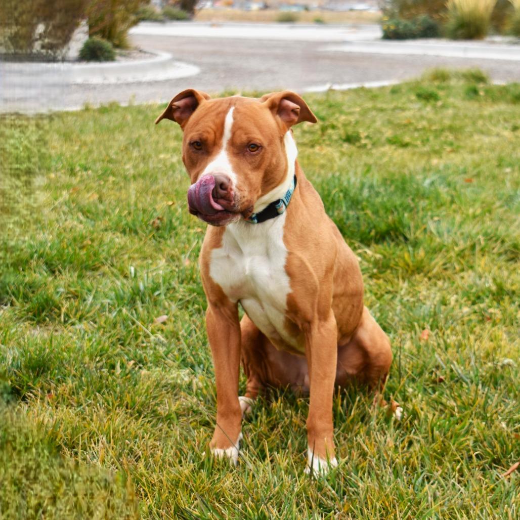 Bubba, a Adoptable Pit Bull Terrier image 3/6