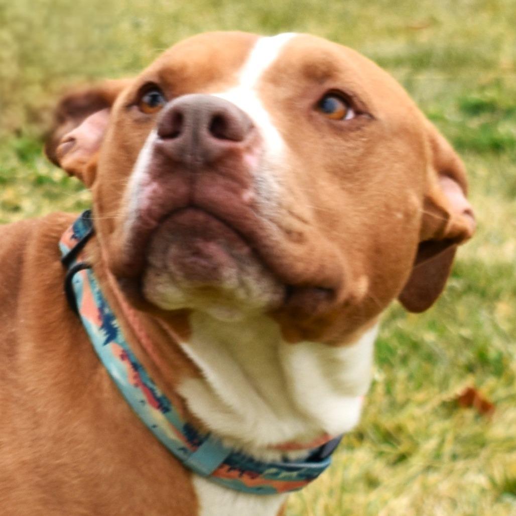 Bubba, a Adoptable Pit Bull Terrier image 4/6