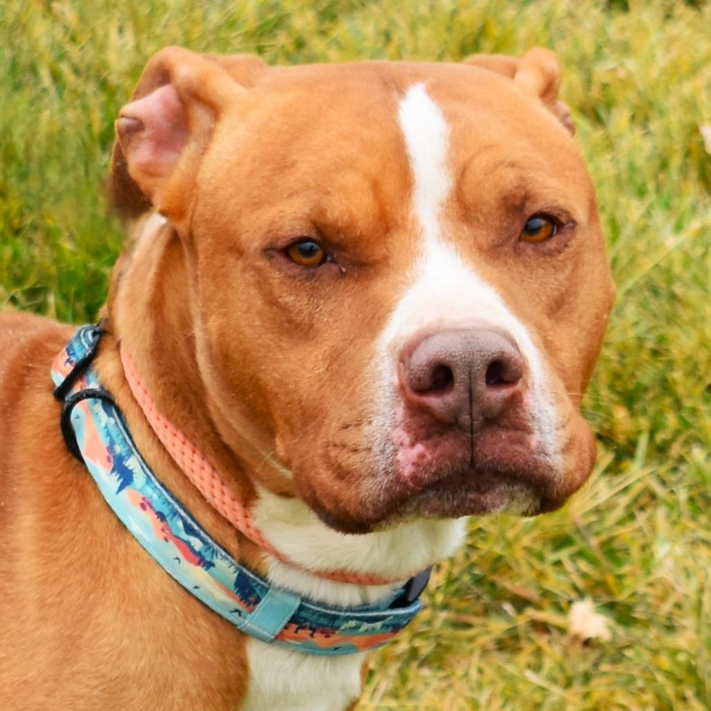 Bubba, a Adoptable Pit Bull Terrier image 5/6