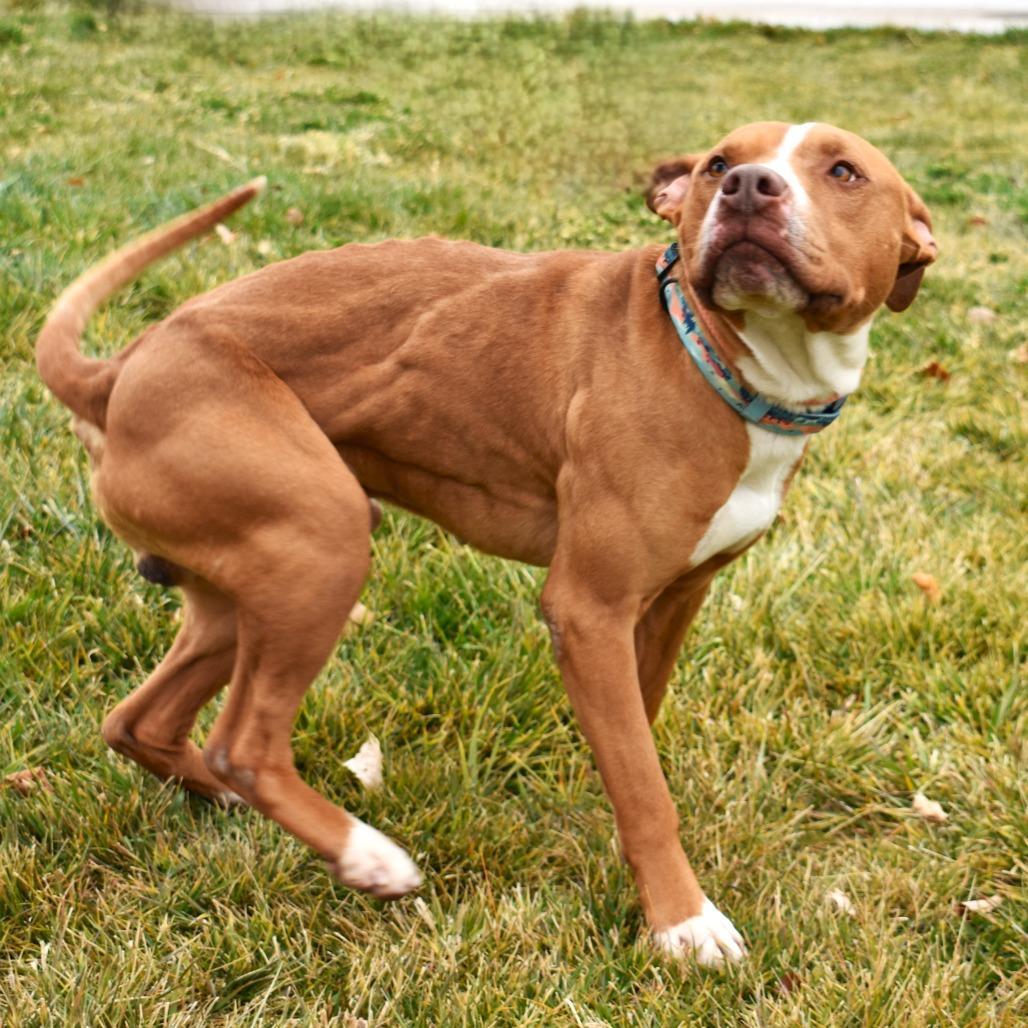 Bubba, a Adoptable Pit Bull Terrier image 6/6