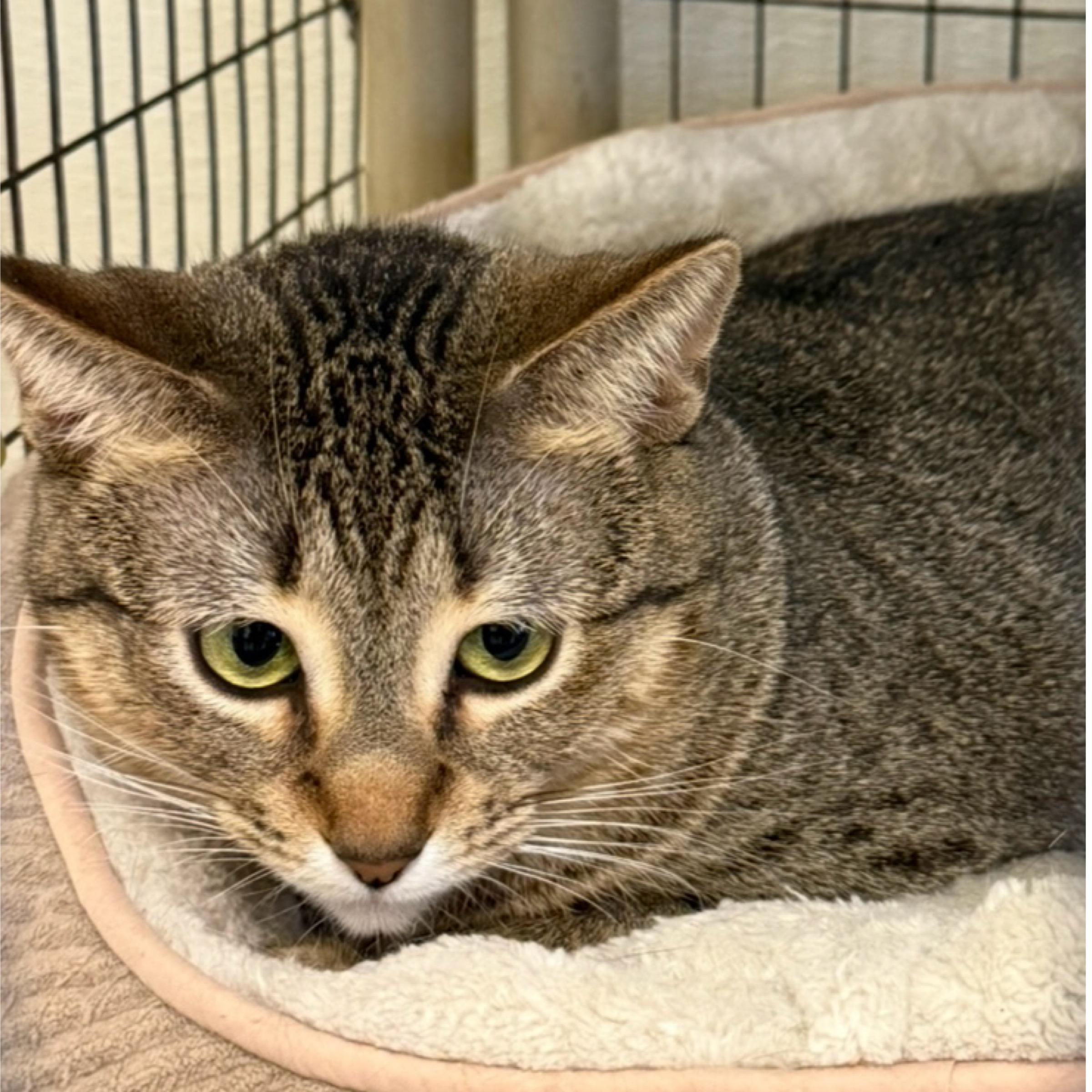 Fancy — thumbnail 2