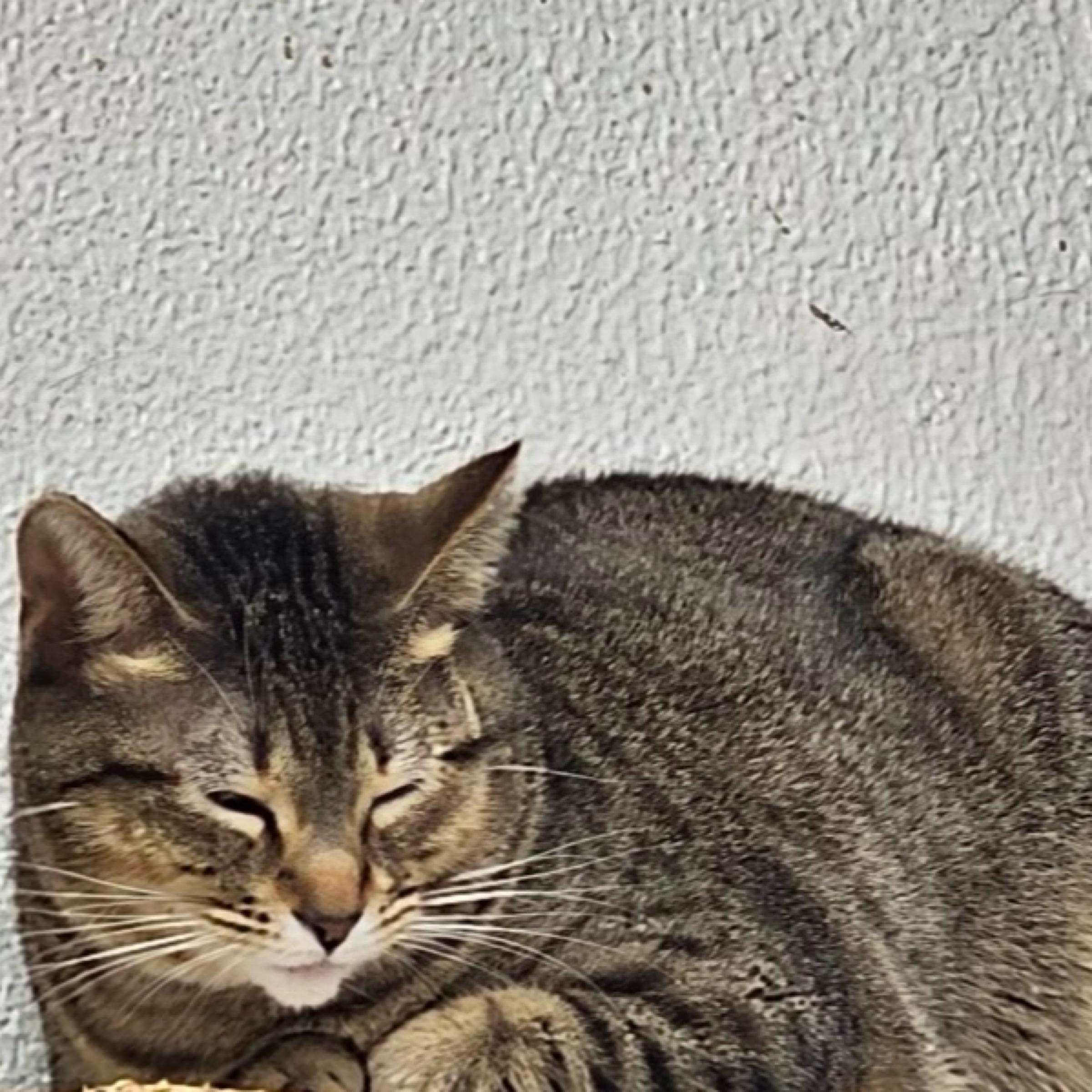 Fancy — thumbnail 3