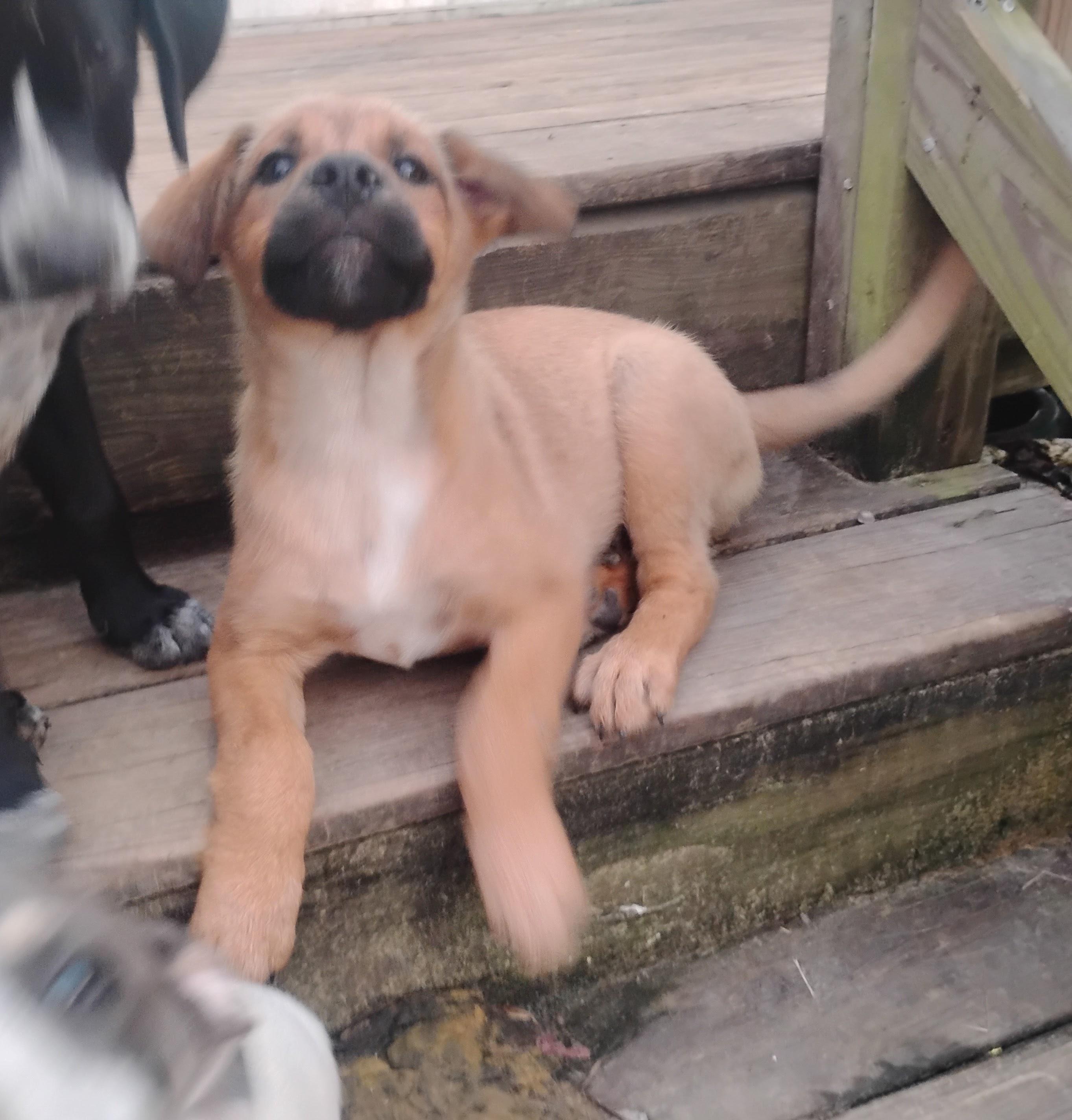 Enlarge Coffee, a Adoptable mixed breed in East Windsor , CT image 2/4