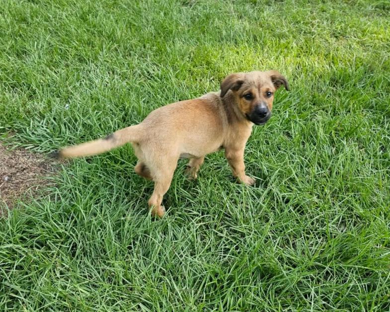 Enlarge Coffee, a Adoptable mixed breed in East Windsor , CT image 3/4