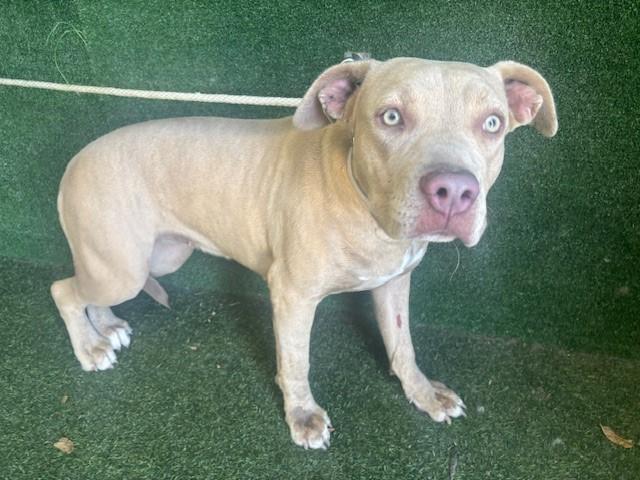 Enlarge DREAM (BILLY), a Adoptable Pit Bull Terrier in Gardena, CA image 1/1