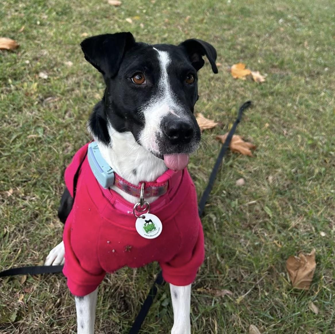 Dixi, a ADOPTABLE mixed breed in Grand Bend, ON image 1/6