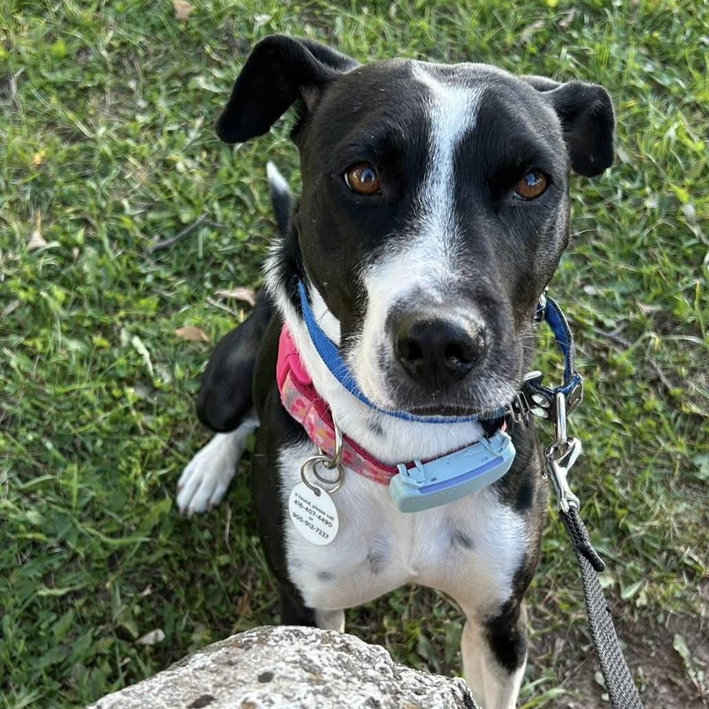 Dixi, a ADOPTABLE mixed breed in Grand Bend, ON image 4/6