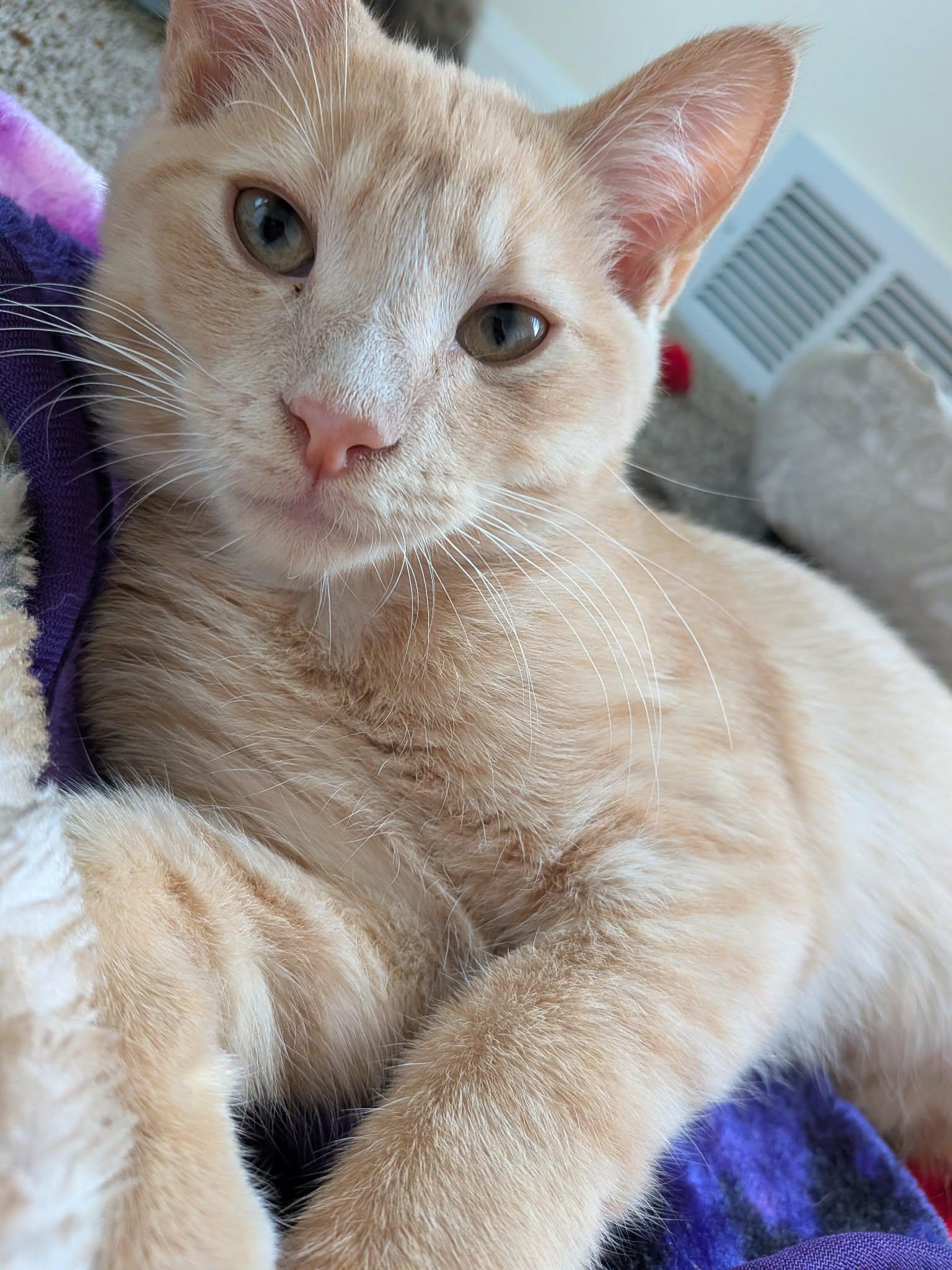 Enlarge Cymbal, a Adoptable Domestic Short Hair in Milwaukee, WI image 3/5