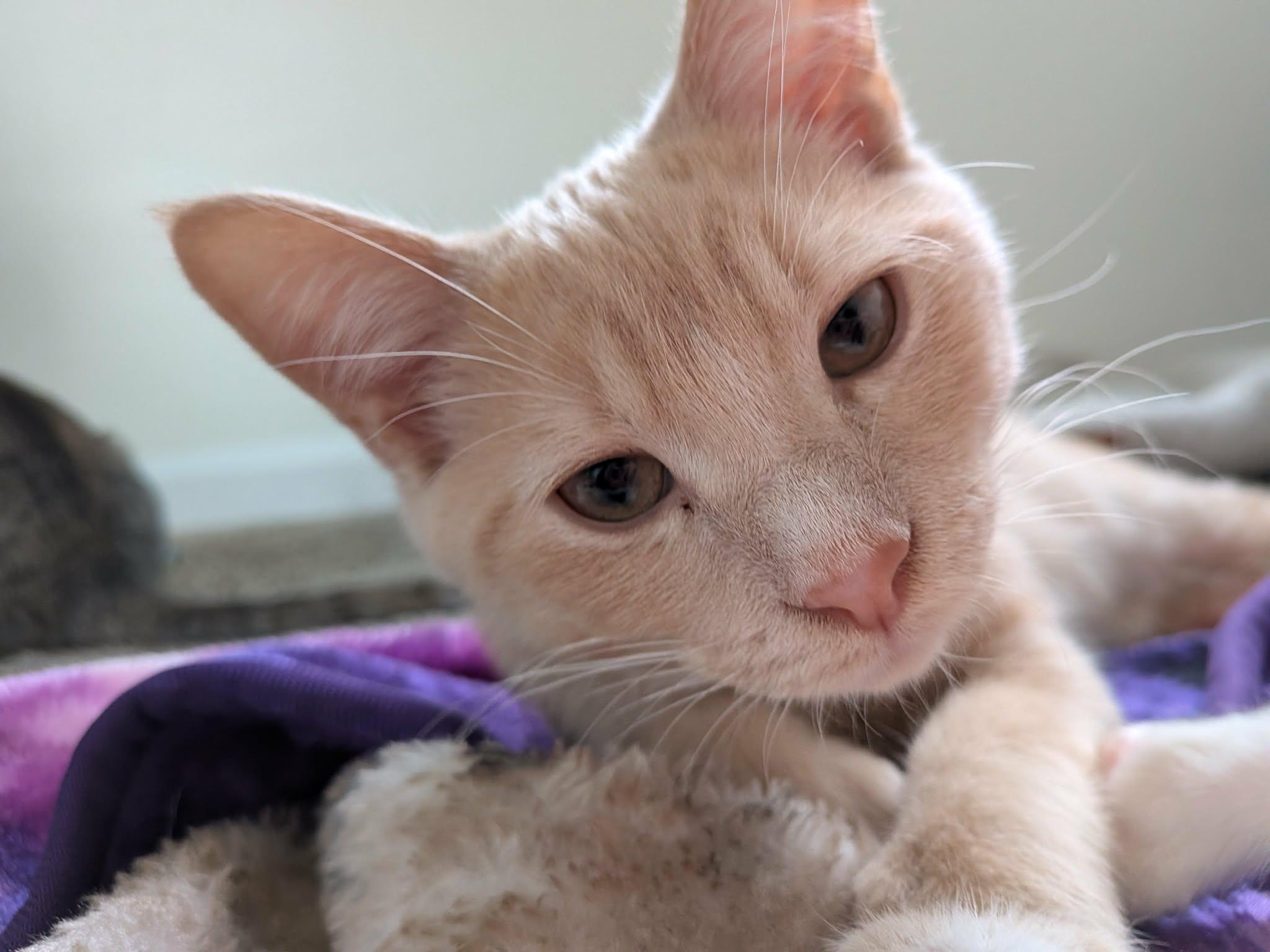 Enlarge Cymbal, a Adoptable Domestic Short Hair in Milwaukee, WI image 2/5