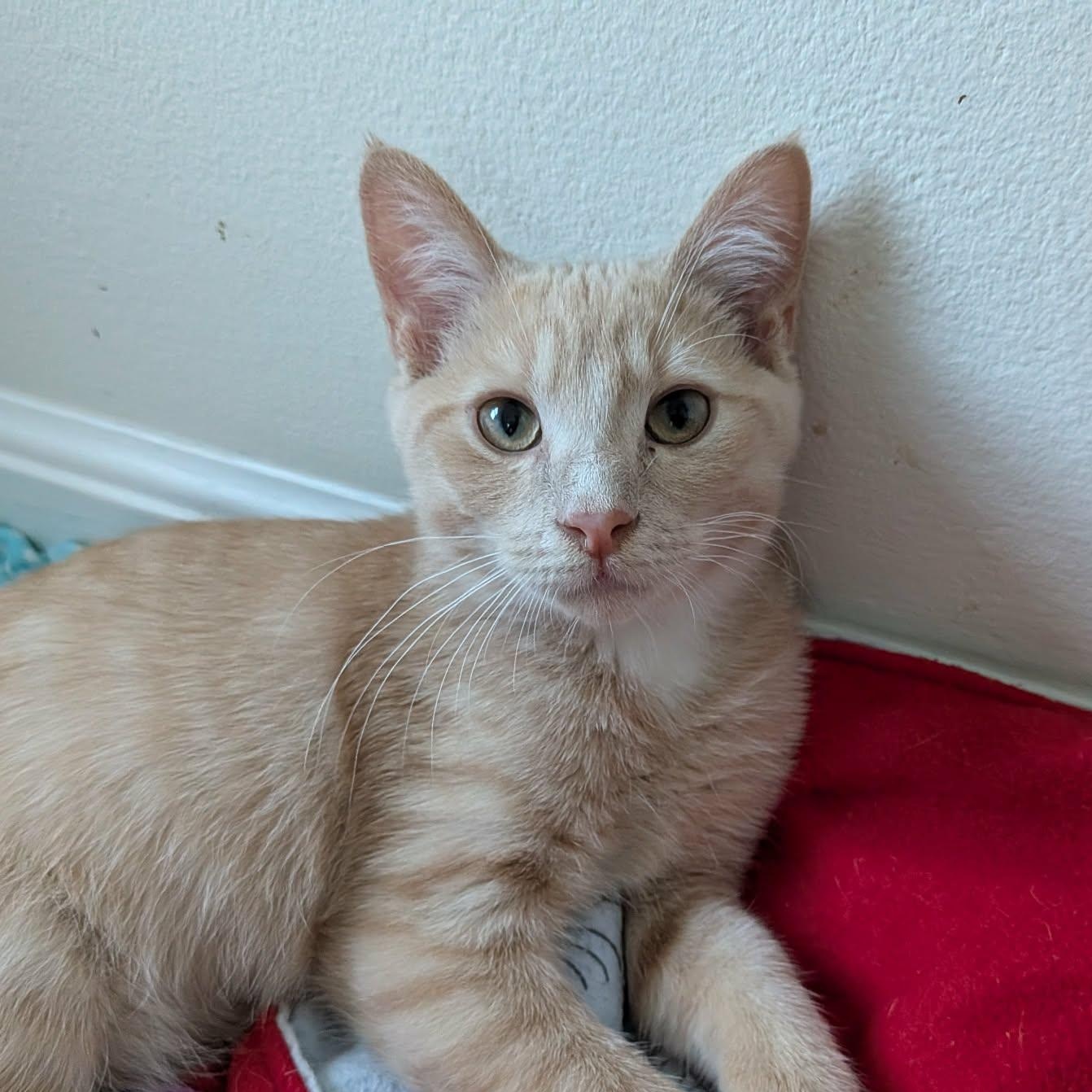 Cymbal, Adoptable, Kitten Male Domestic Short Hair.