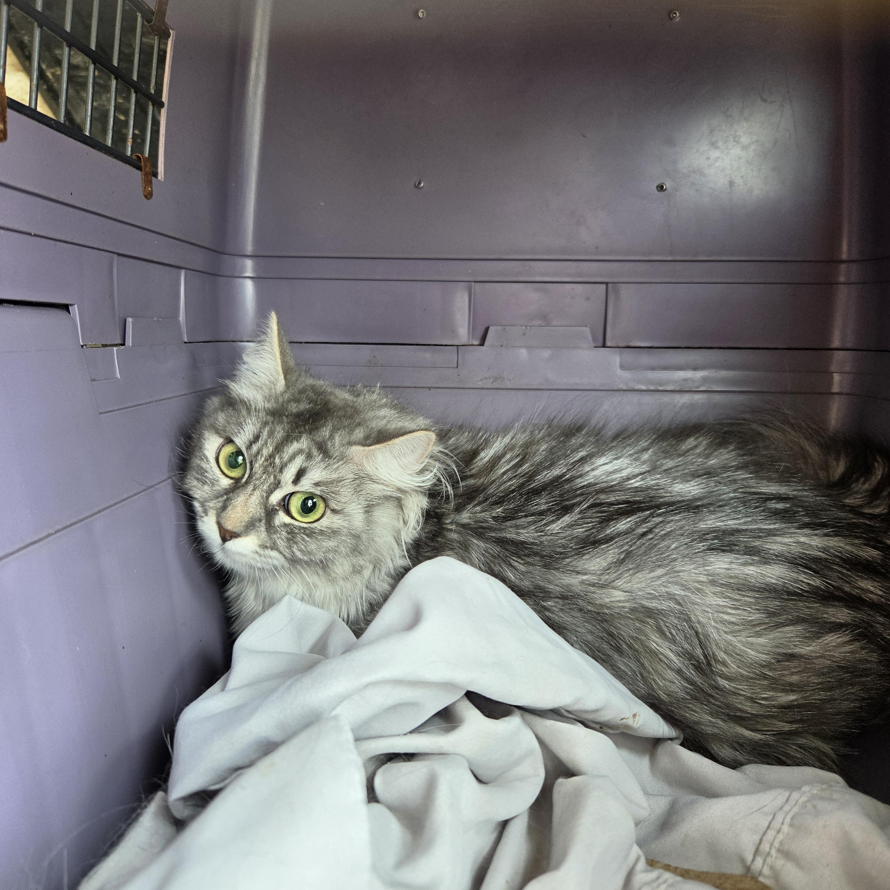 Bluebell, Adopted, Young Female Siberian.