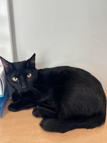 Lolo, Adoptable, Young Male Domestic Short Hair & Domestic Short Hair.