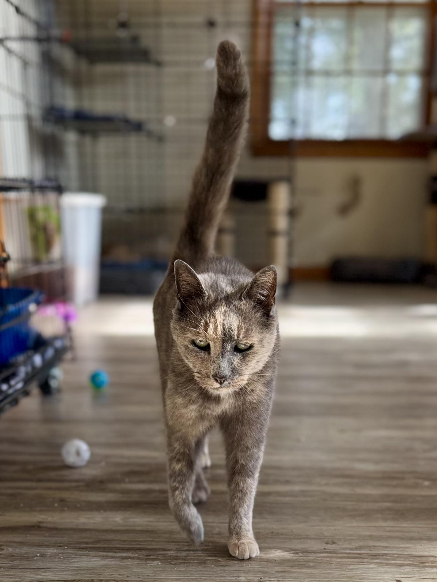 Enlarge Gracie Mae, a Adoptable Domestic Short Hair in Lynchburg, TN image 1/6