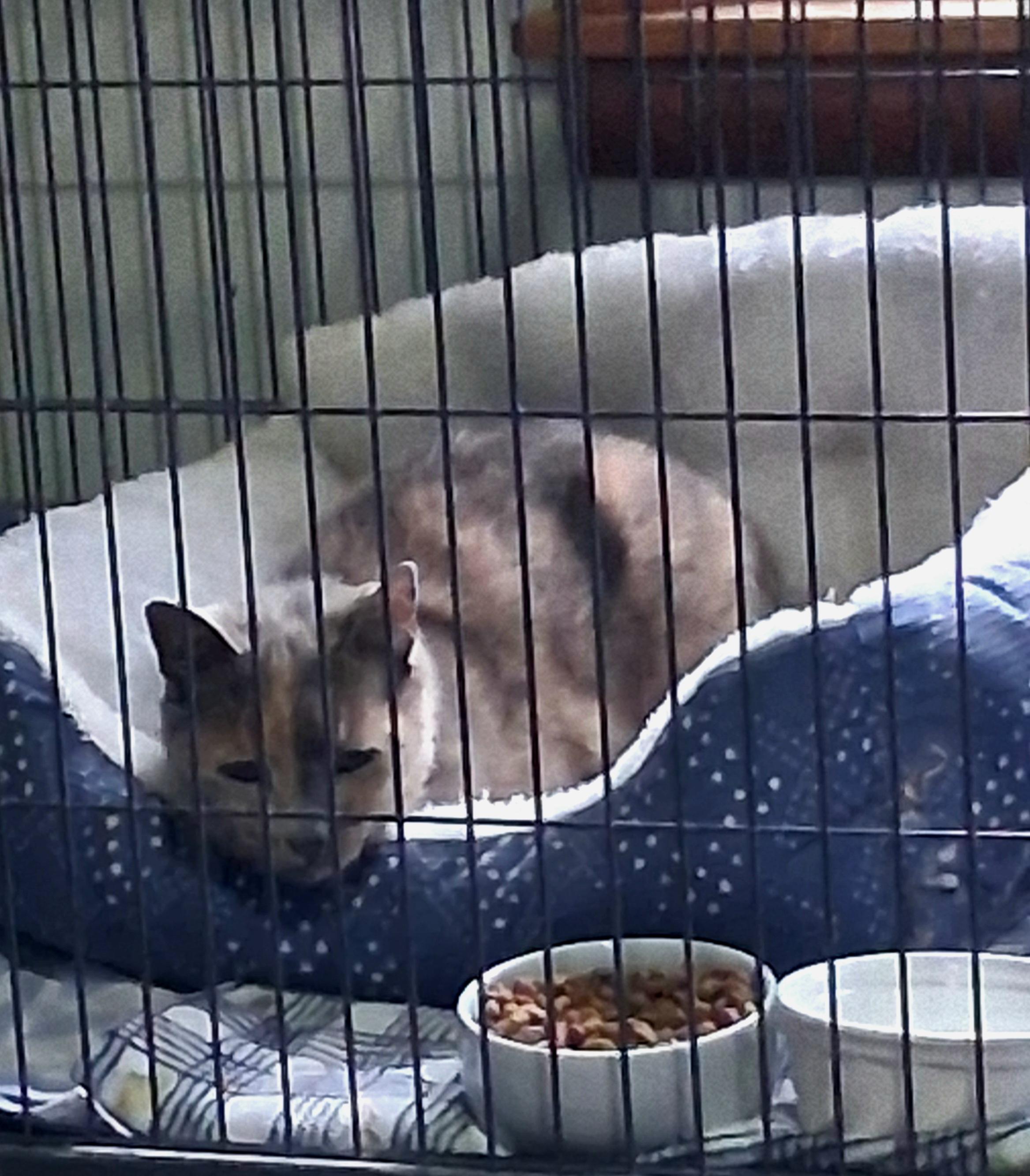 Enlarge Gracie Mae, a Adoptable Domestic Short Hair in Lynchburg, TN image 2/6