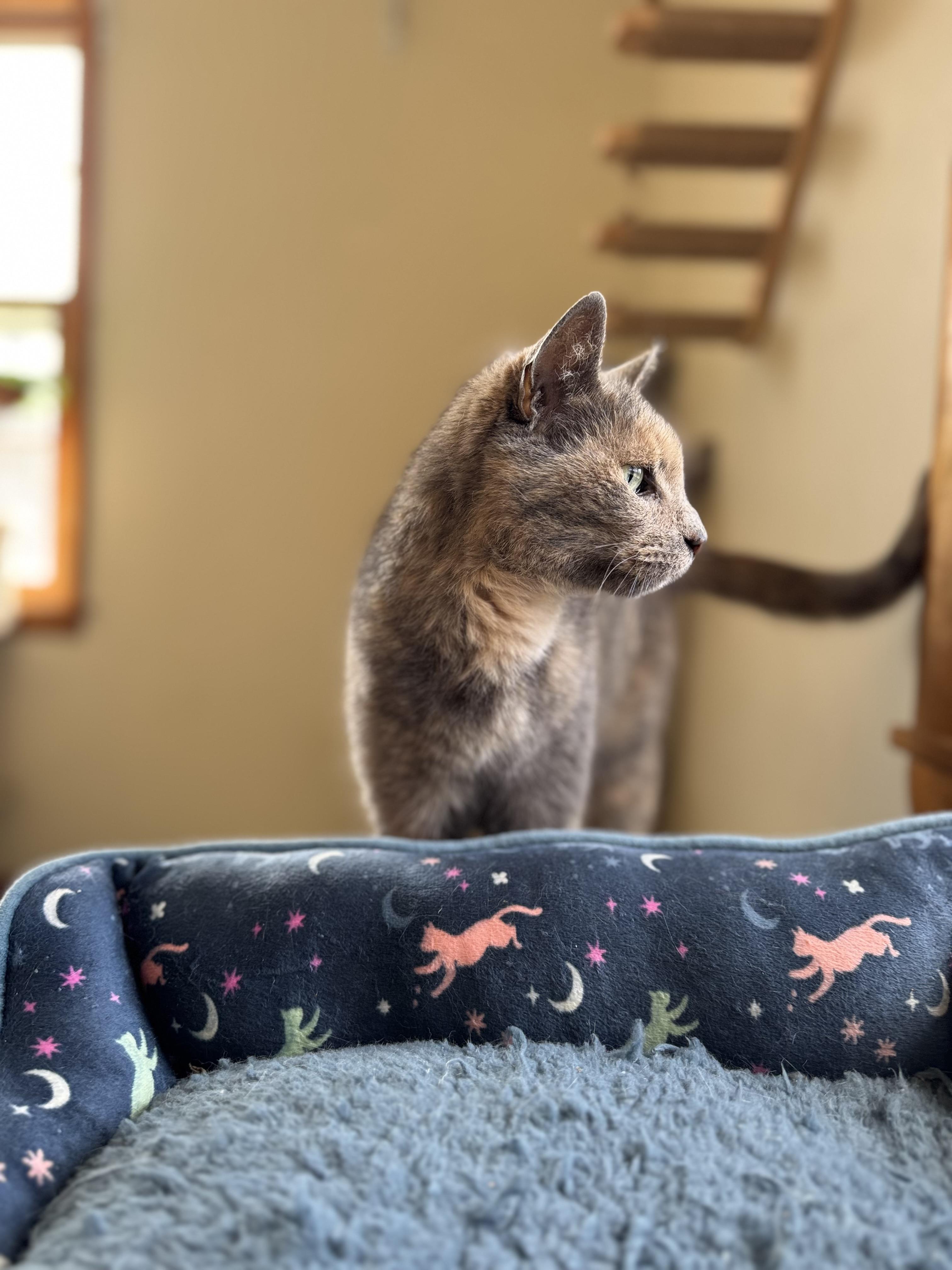 Enlarge Gracie Mae, a Adoptable Domestic Short Hair in Lynchburg, TN image 3/6