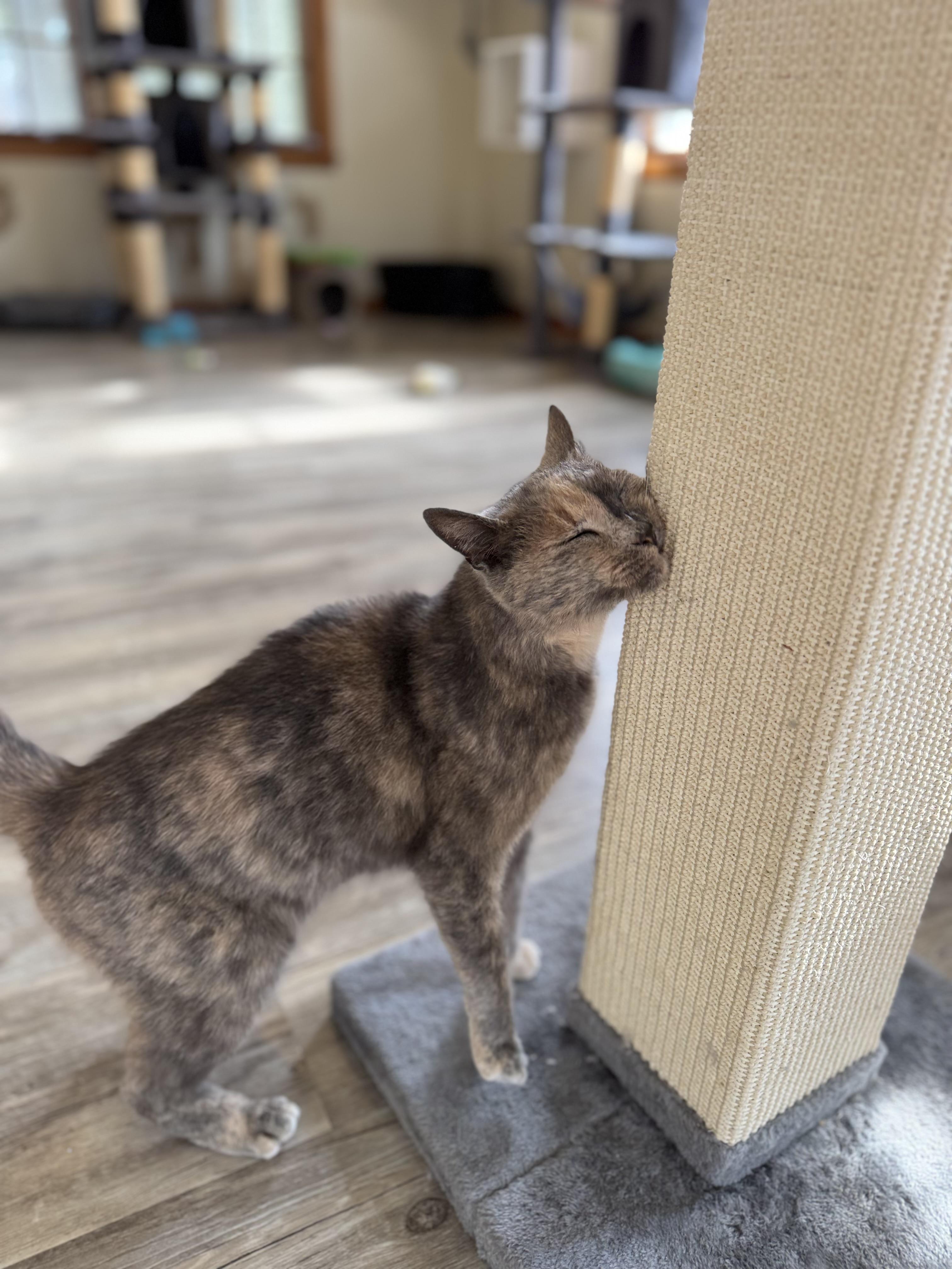 Enlarge Gracie Mae, a Adoptable Domestic Short Hair in Lynchburg, TN image 6/6