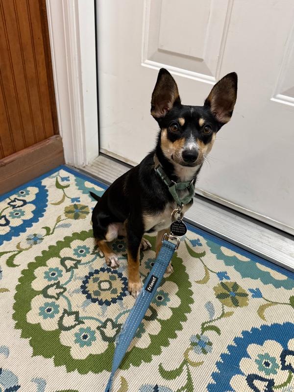 Eli, Adoptable, Puppy Male Chihuahua & Terrier.