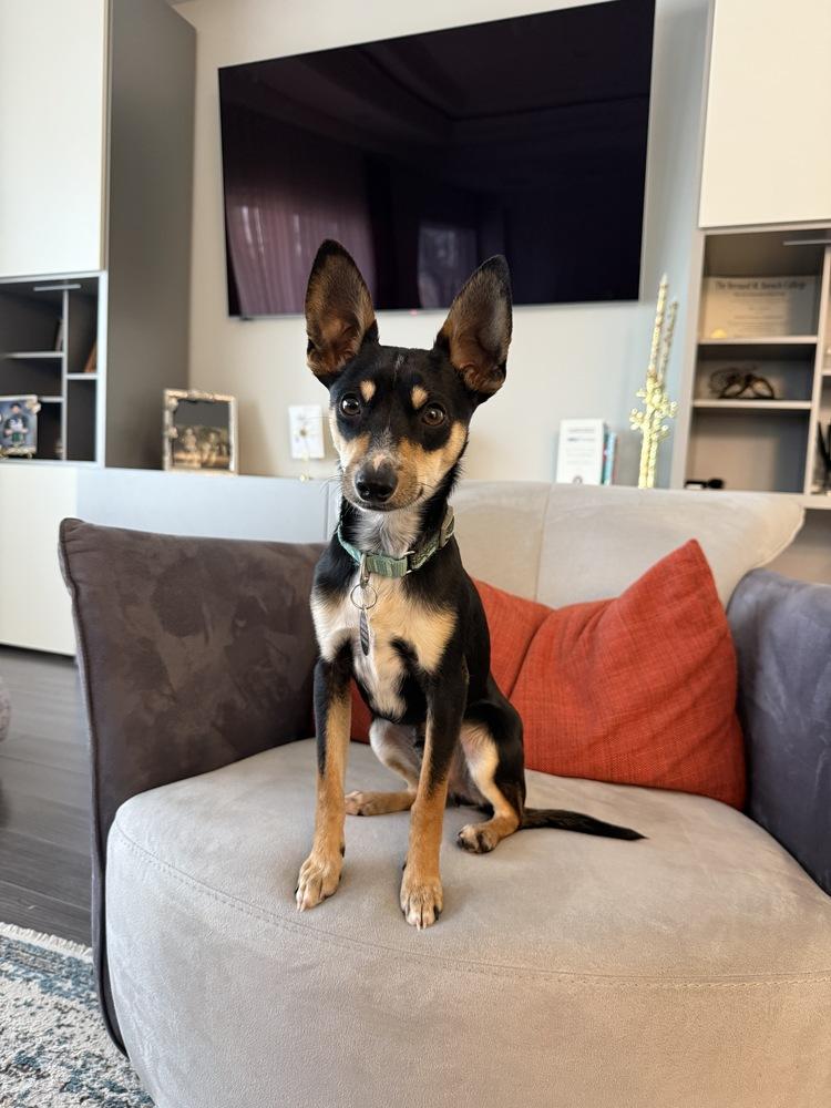 Eli, Adoptable, Puppy Male Chihuahua & Terrier.