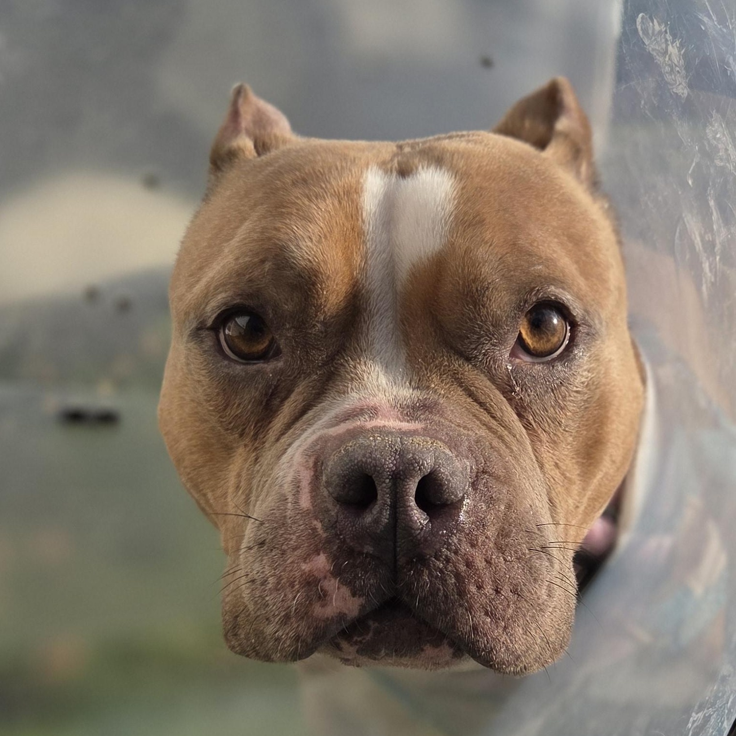 Enlarge LuLu, a ADOPTABLE mixed breed in Scarborough, ON image 4/6