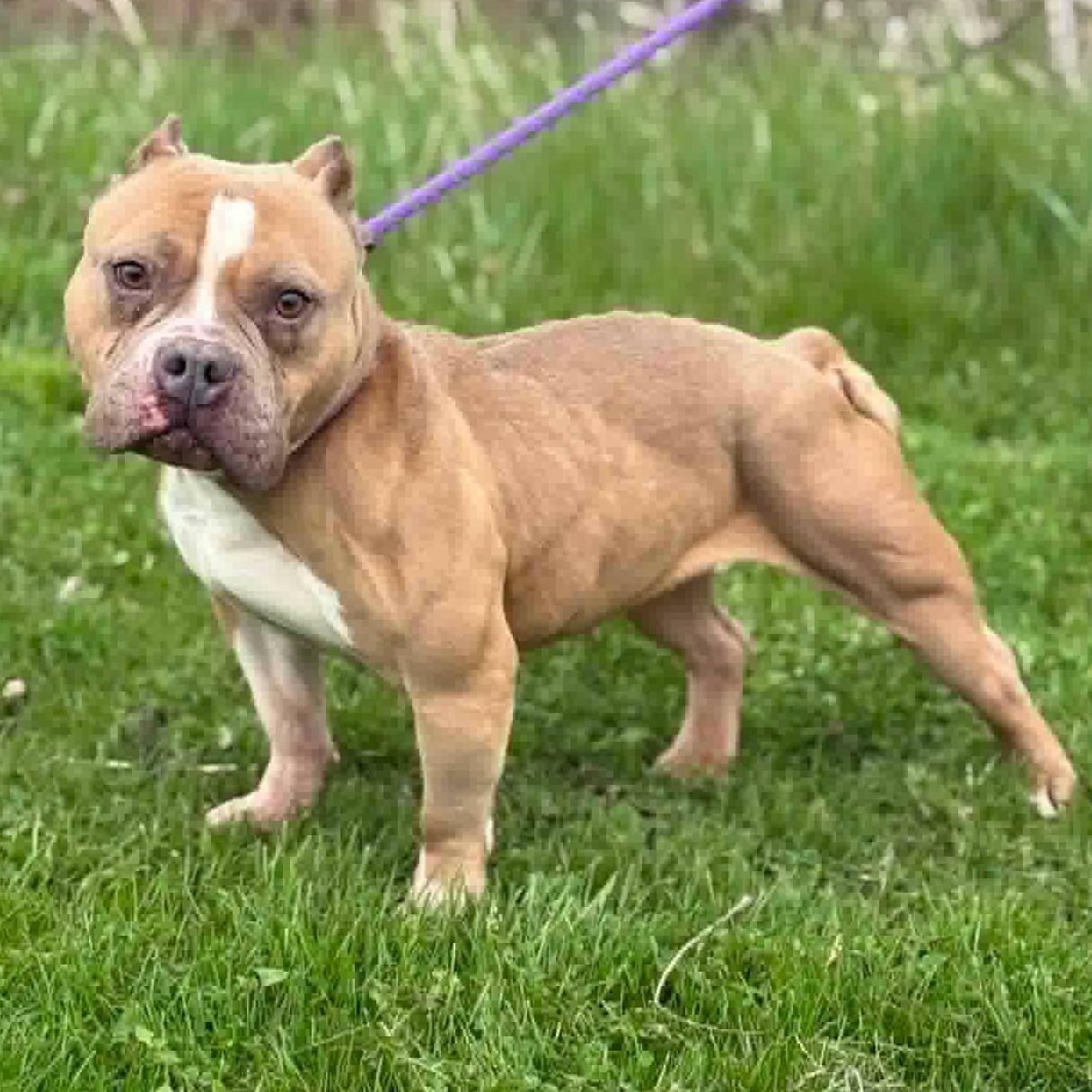 LuLu, ADOPTABLE, Adult Female American Bully.