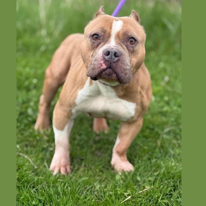 Enlarge LuLu, a ADOPTABLE mixed breed in Scarborough, ON image 5/6