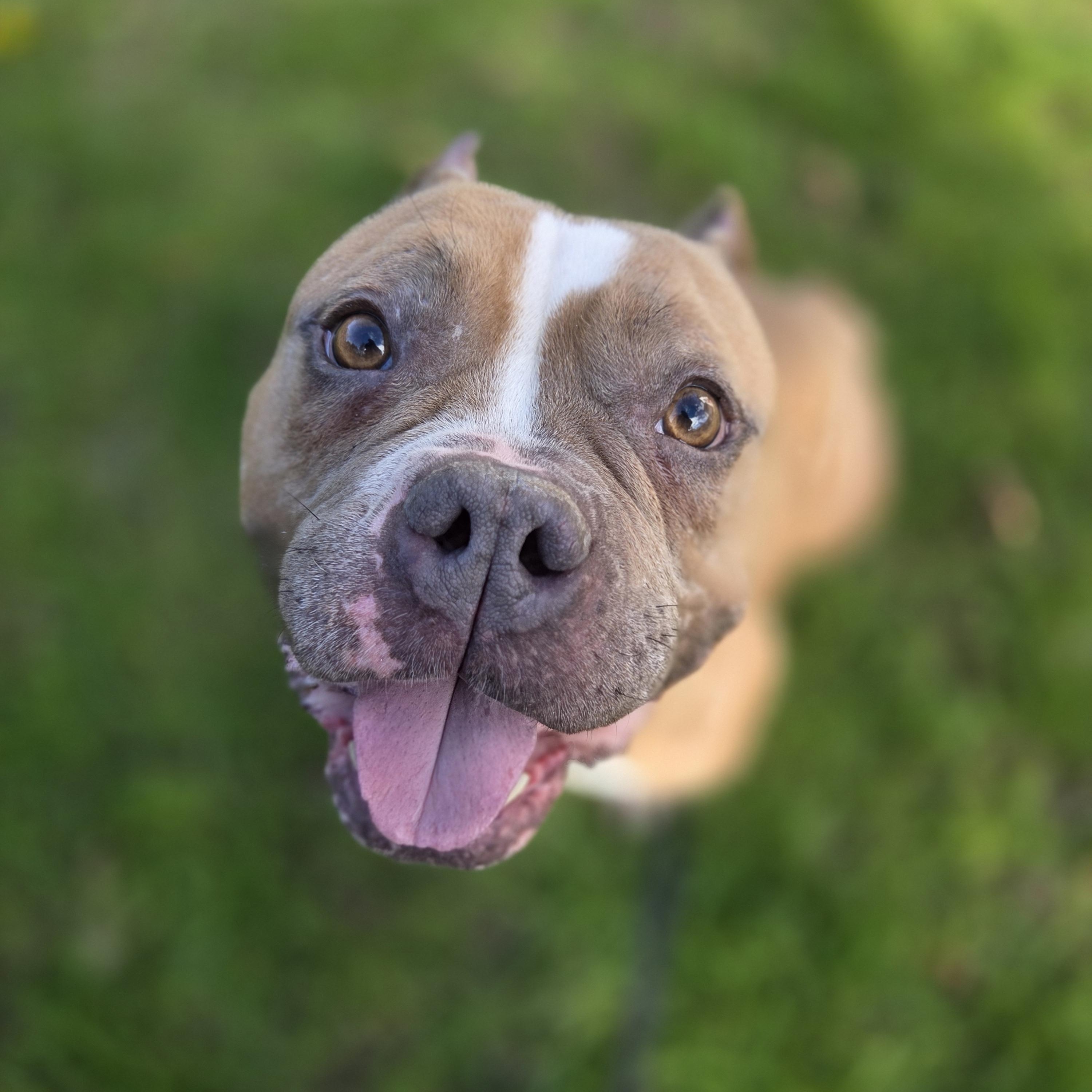 Enlarge LuLu, a ADOPTABLE mixed breed in Scarborough, ON image 2/6