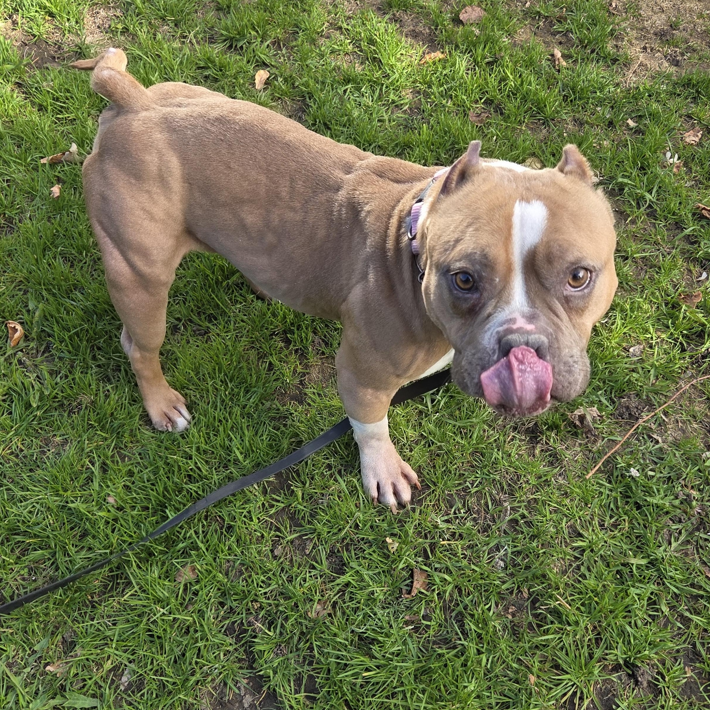 Enlarge LuLu, a ADOPTABLE mixed breed in Scarborough, ON image 3/6
