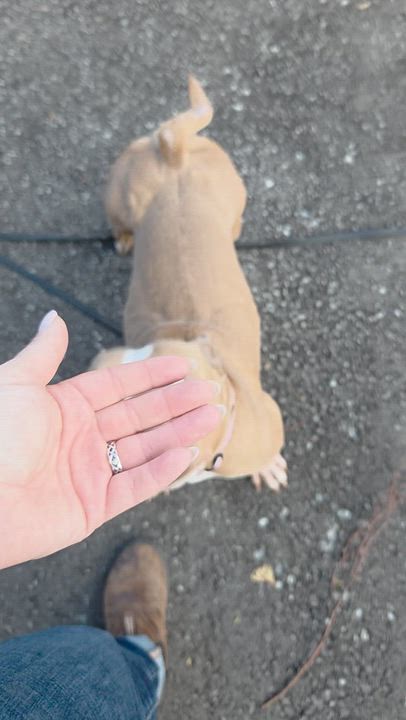 Enlarge LuLu, a ADOPTABLE mixed breed in Scarborough, ON video 6/6