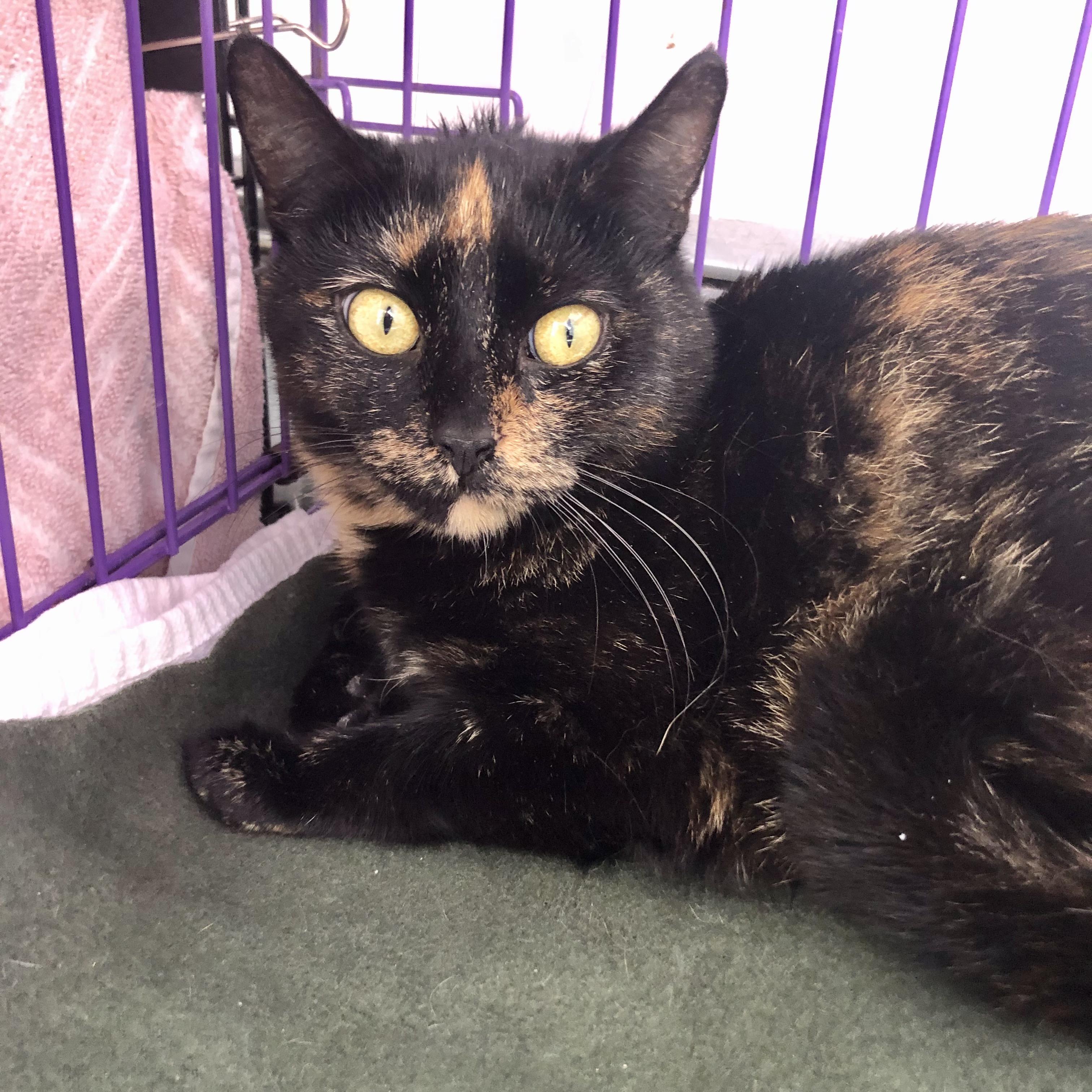 Enlarge Zara, a ADOPTABLE Domestic Short Hair in Salisbury, MA image 5/5