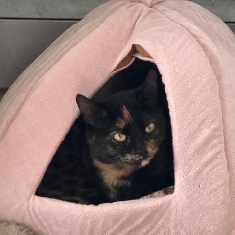 Enlarge Zara, a ADOPTABLE Domestic Short Hair in Salisbury, MA image 6/6