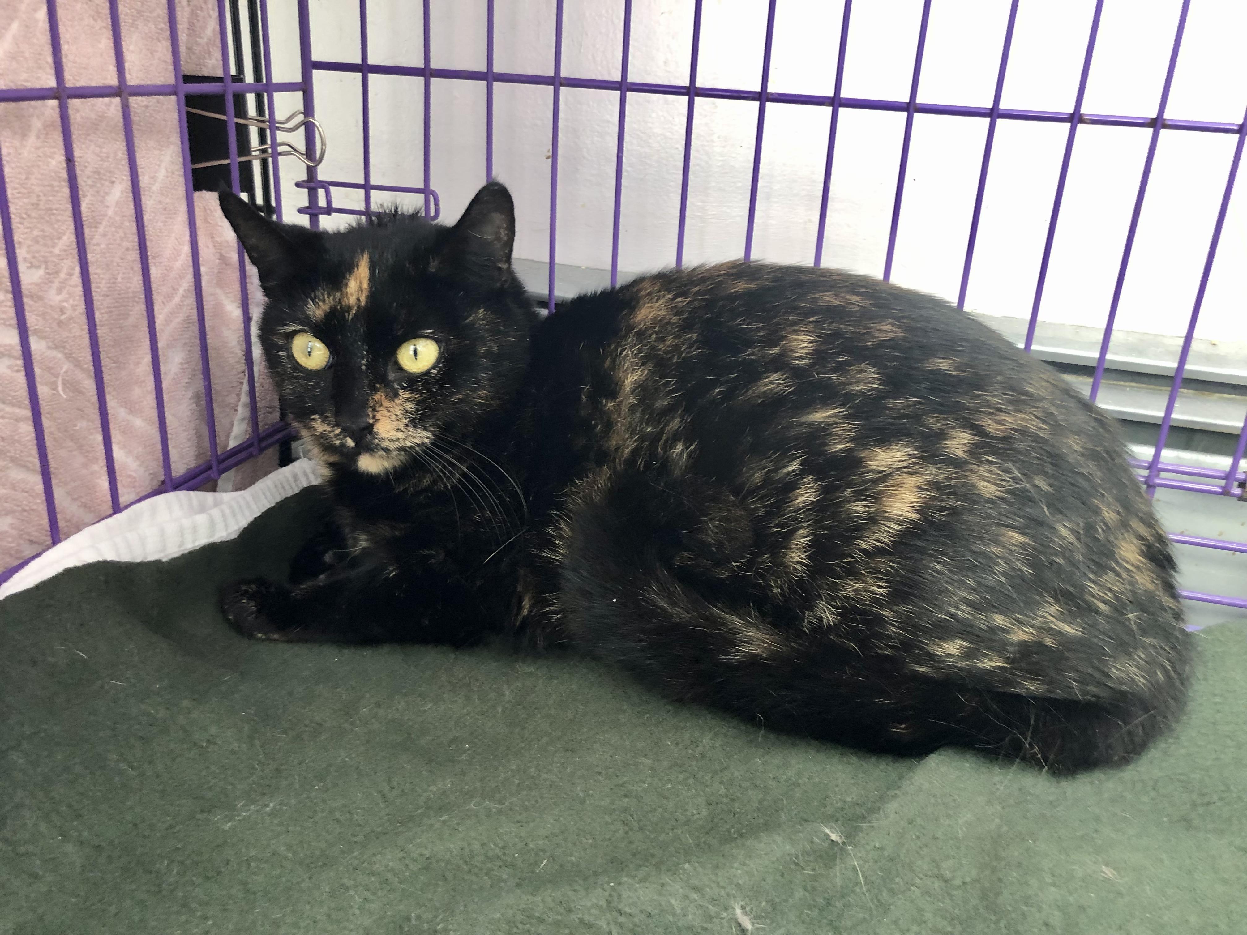 Enlarge Zara, a ADOPTABLE Domestic Short Hair in Salisbury, MA image 3/5