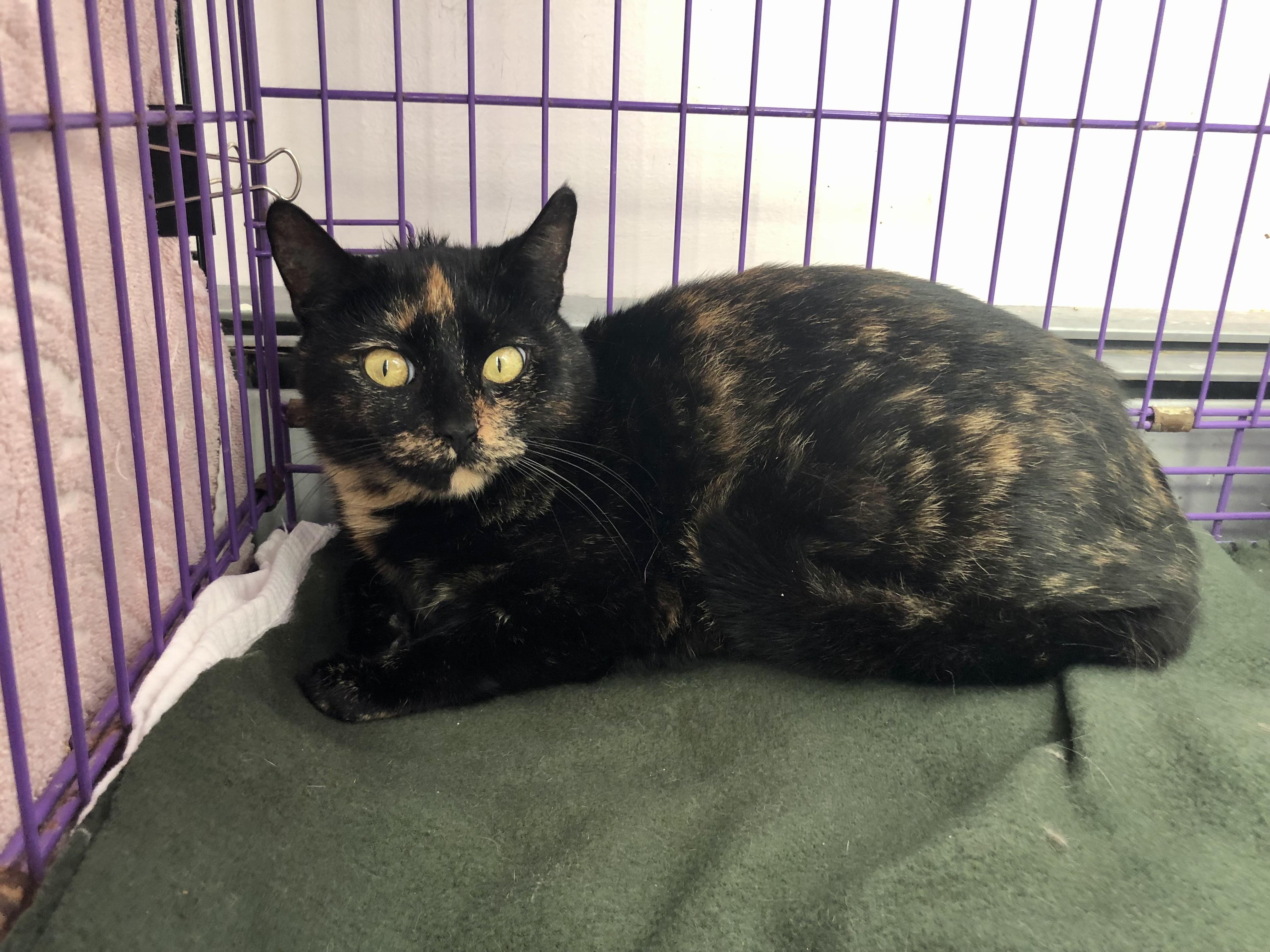 Enlarge Zara, a ADOPTABLE Domestic Short Hair in Salisbury, MA image 4/5