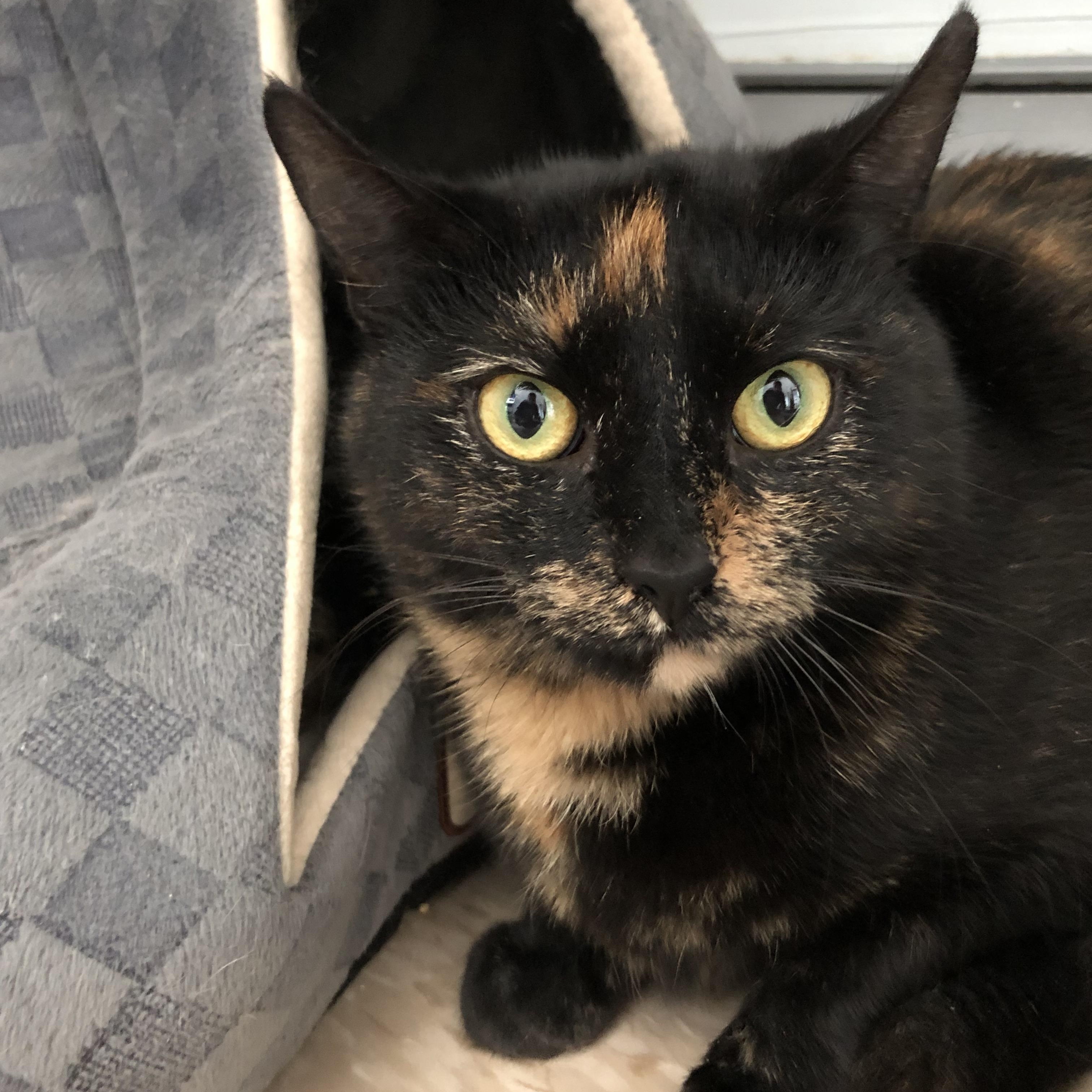 Enlarge Zara, a ADOPTABLE Domestic Short Hair in Salisbury, MA image 4/6