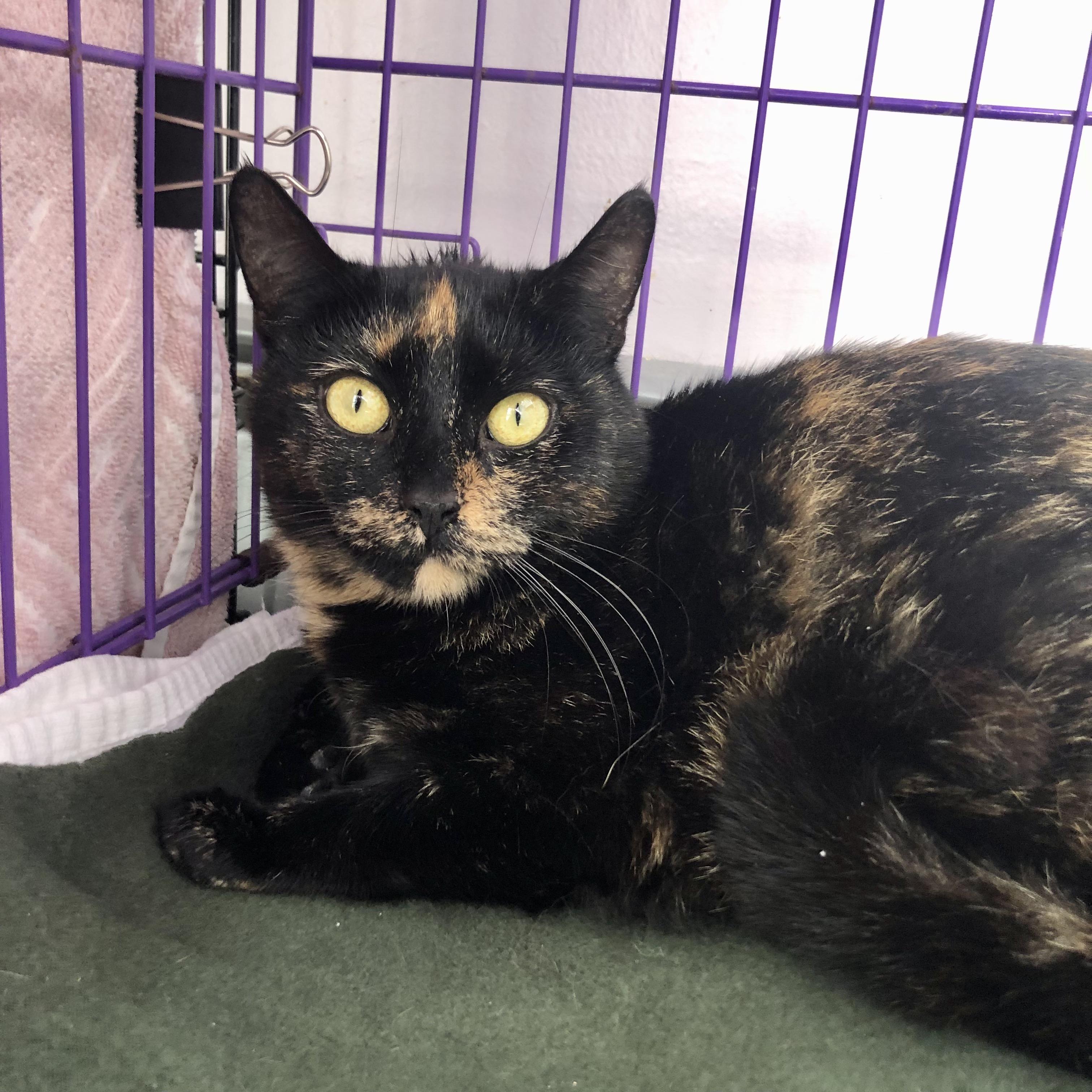 Enlarge Zara, a ADOPTABLE Domestic Short Hair in Salisbury, MA image 1/5