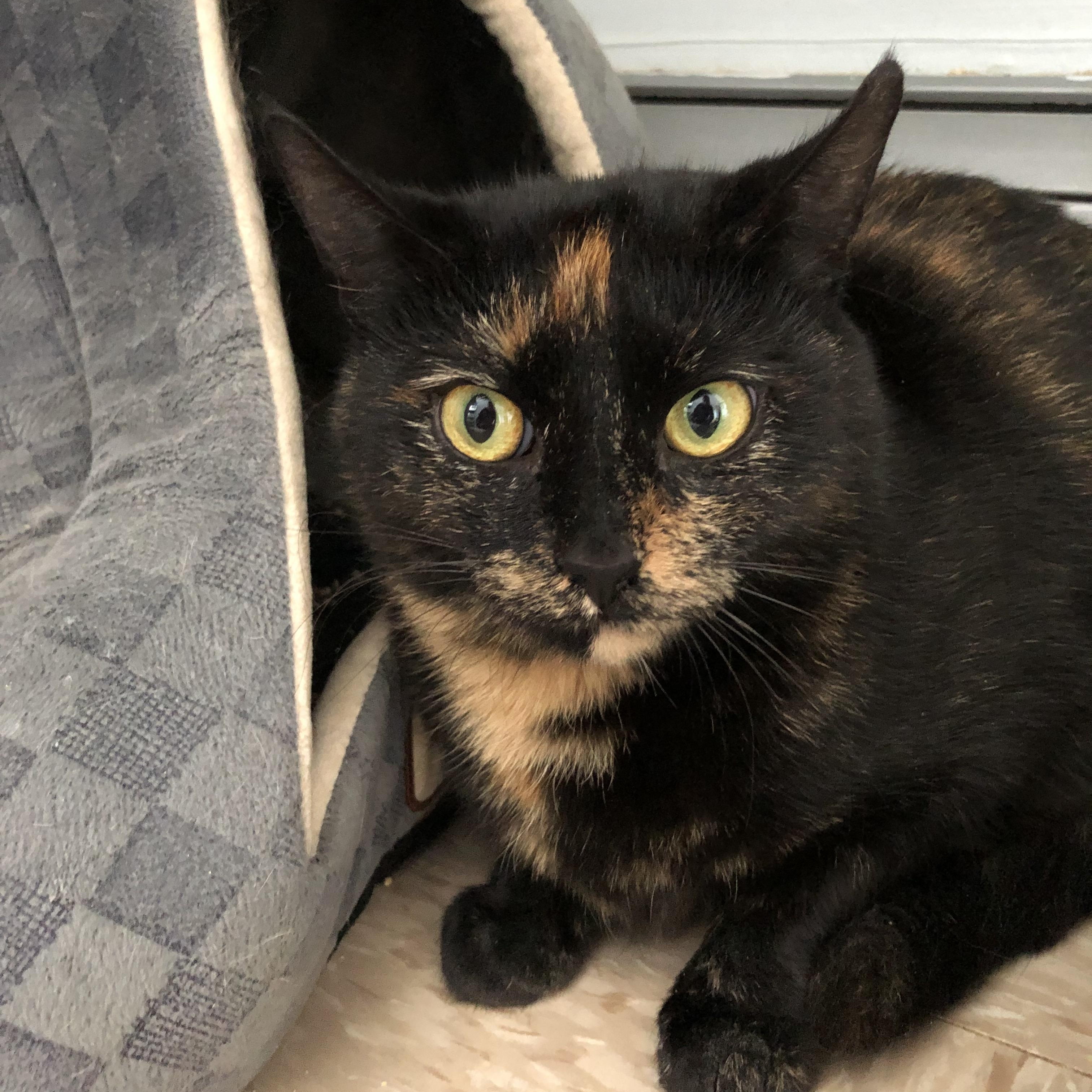 Enlarge Zara, a ADOPTABLE Domestic Short Hair in Salisbury, MA image 1/6